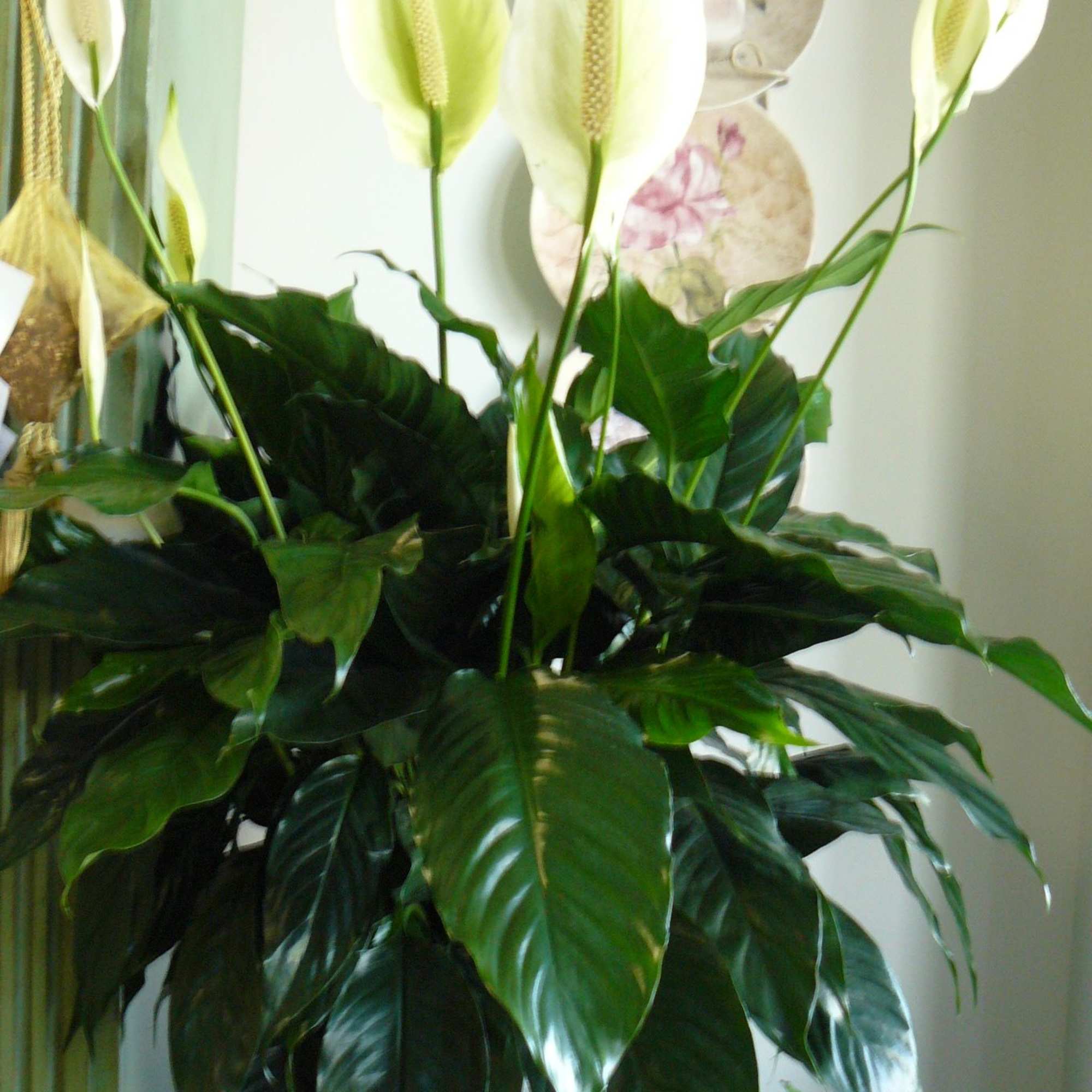 White peace lilies in a woven basket planter