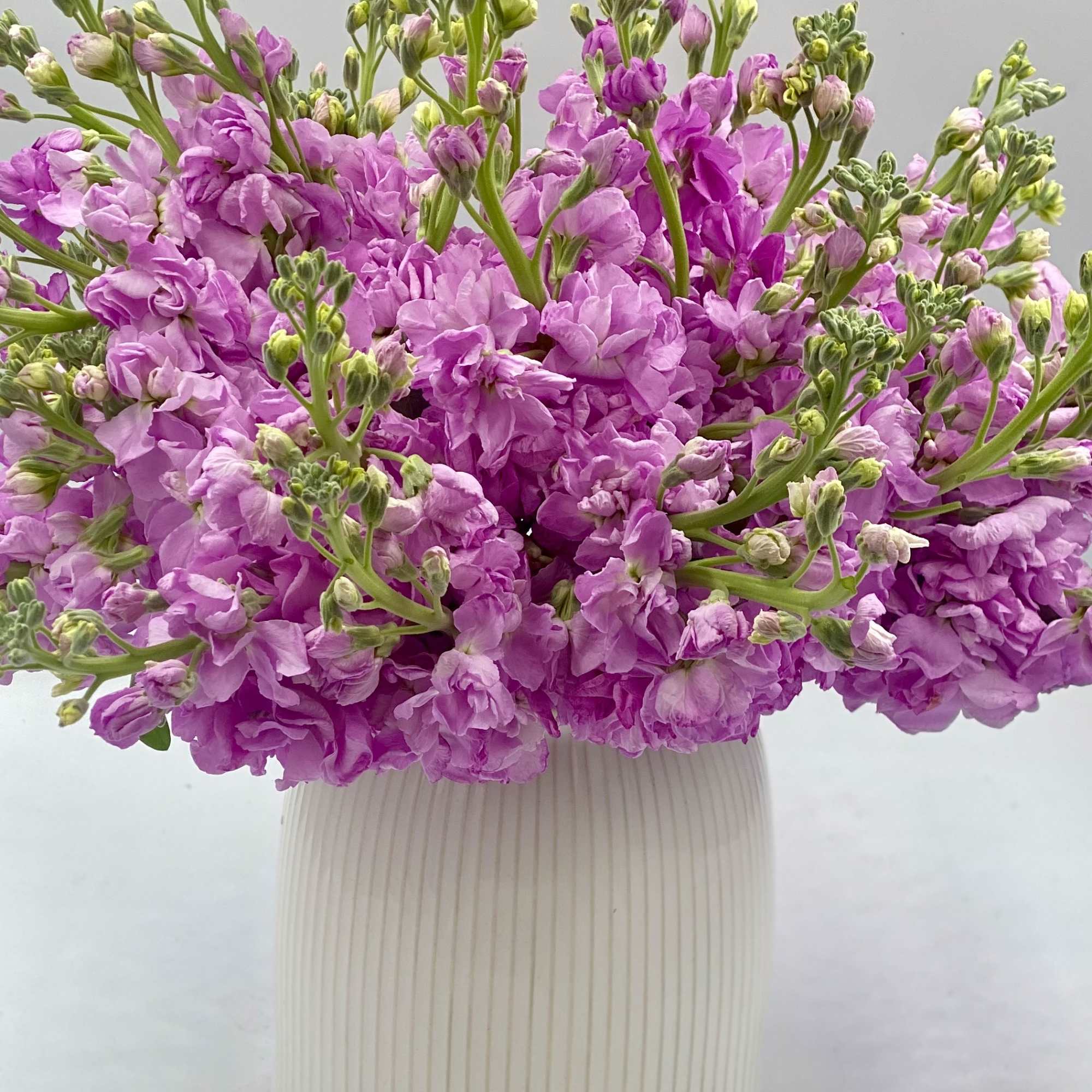 Pink stock flowers arranged in a ribbed white vase