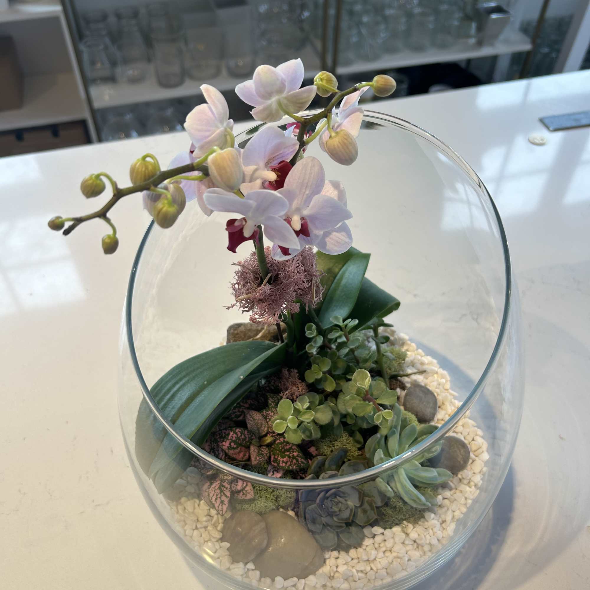 Orchid and succulents arranged in a glass bowl terrarium