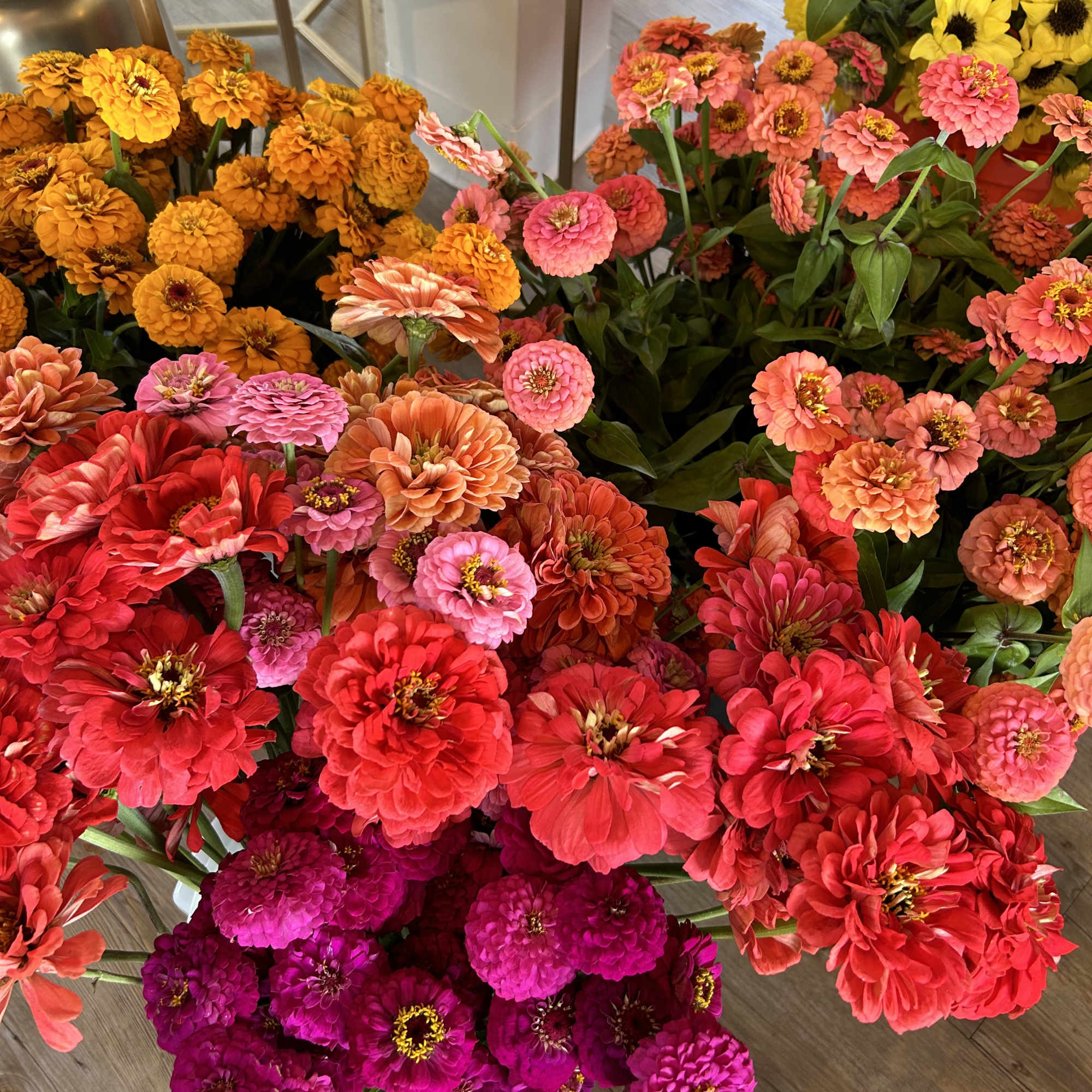 Clusters of colorful zinnia flowers in orange, pink, red, and yellow