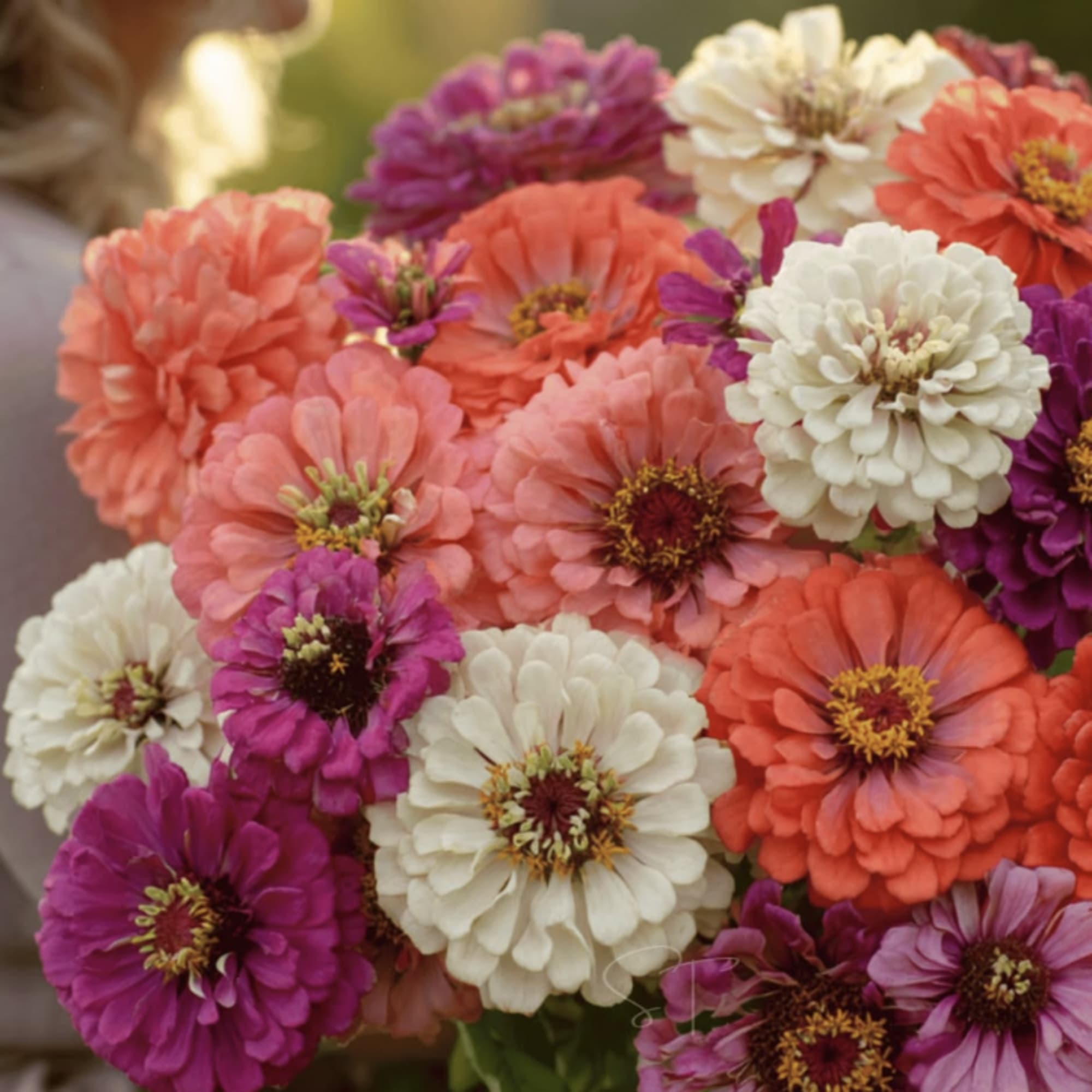 Bouquet of coral, white, and purple zinnias