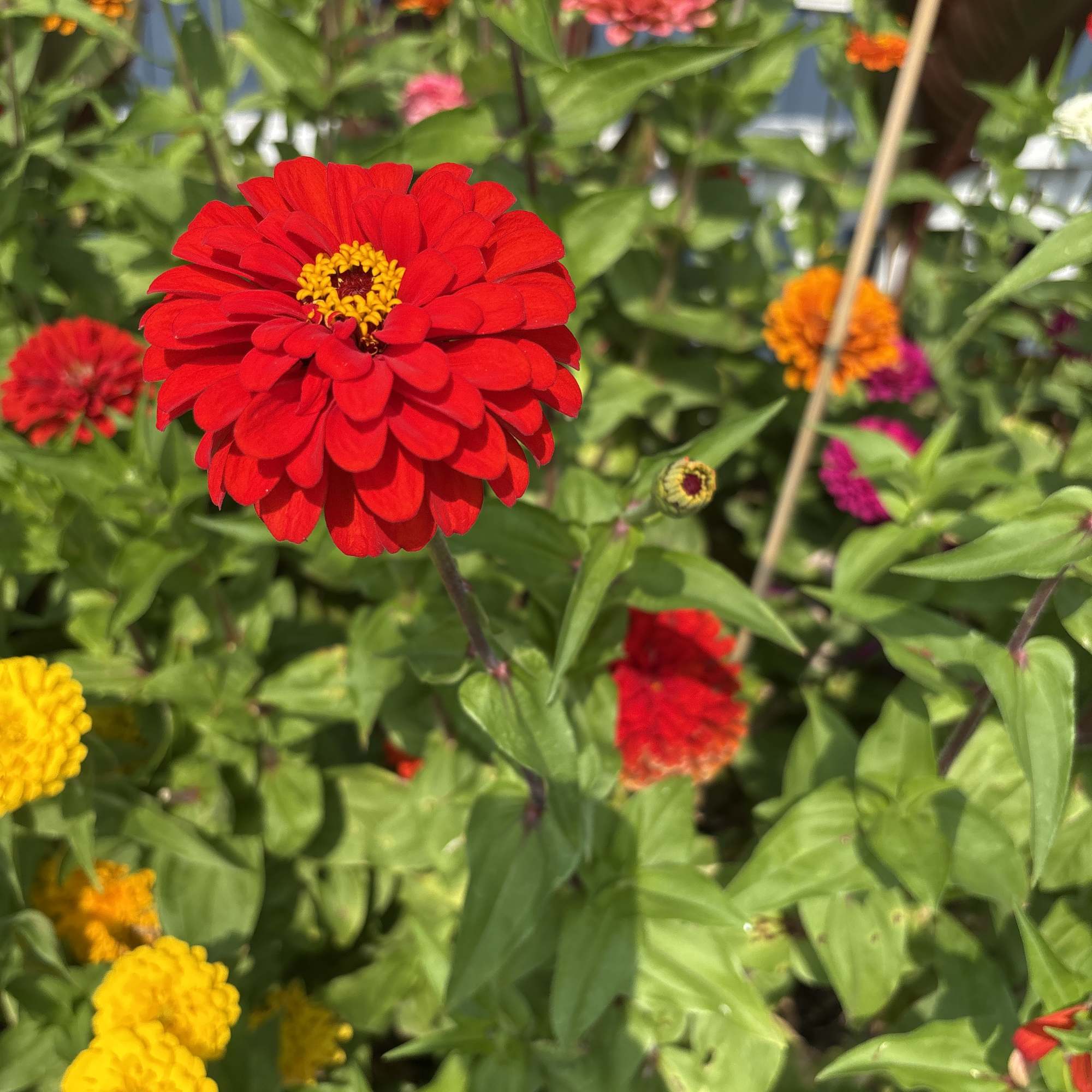 Fresh Zinnia are here!  These bright of beauties are hardy and