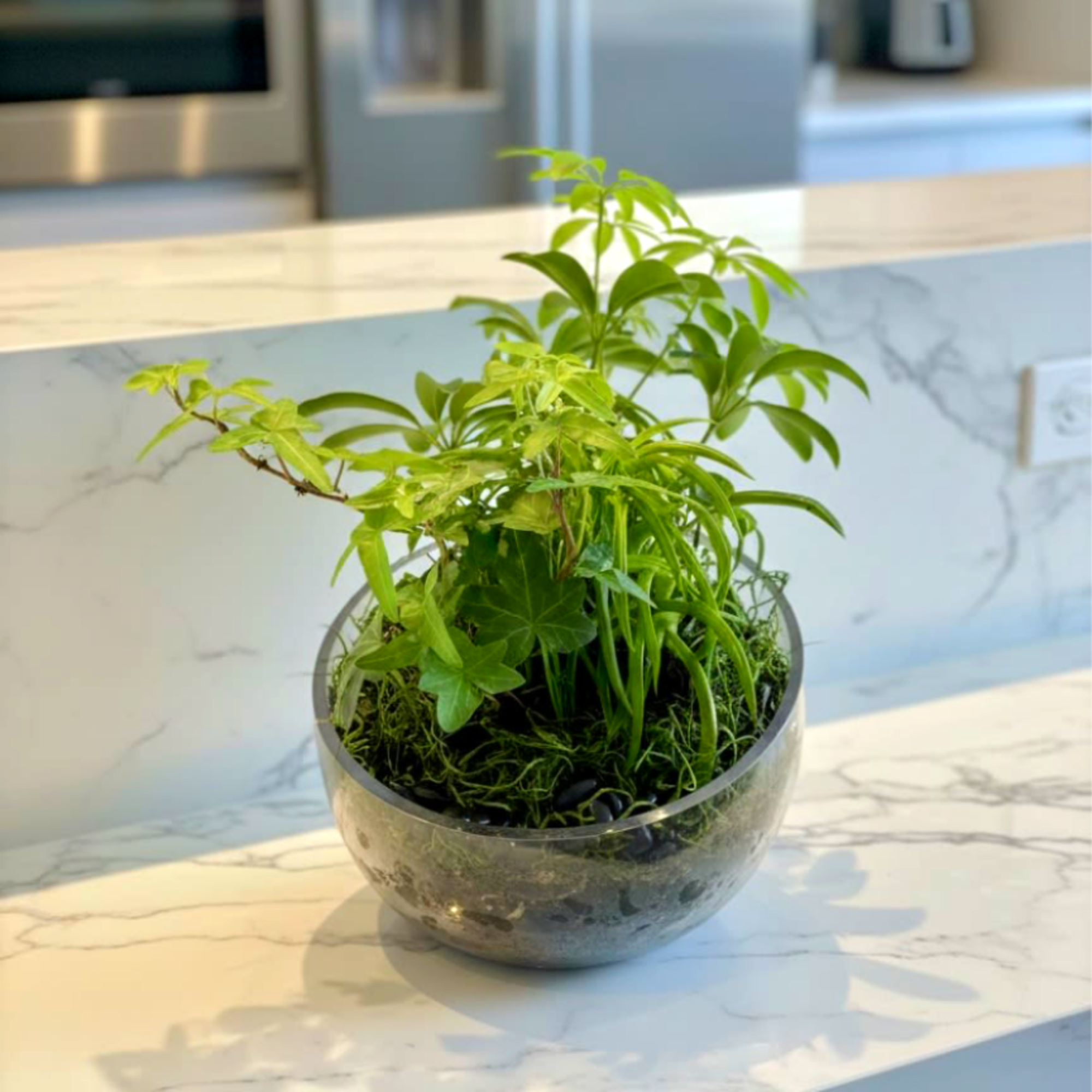 Small green potted plant in a round glass bowl on a countertop