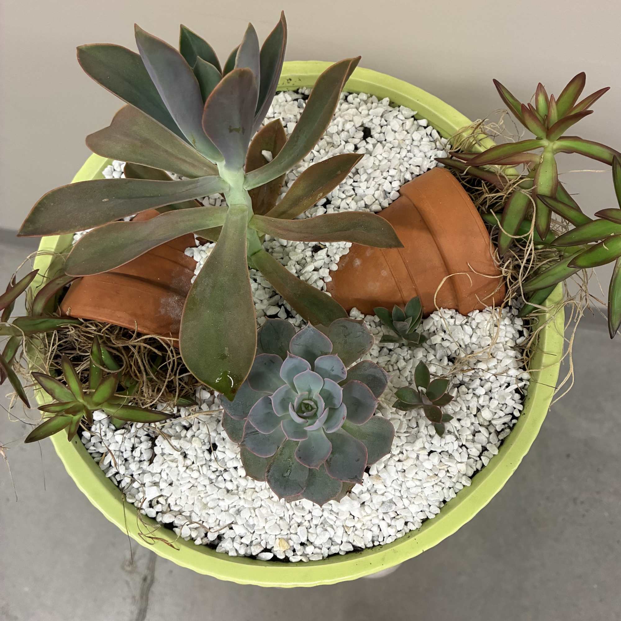 A calm, contemporary succulent garden that feels like a little room of, photo 2 of 2