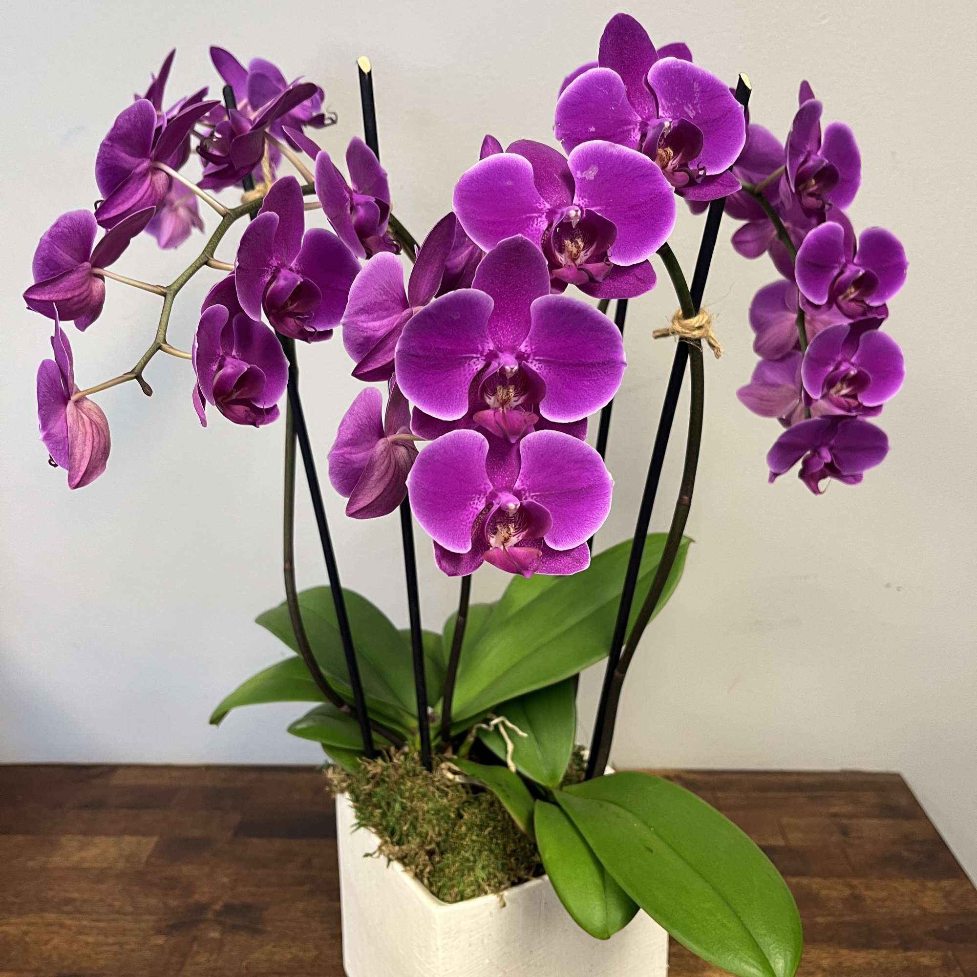Purple orchids in a white square pot