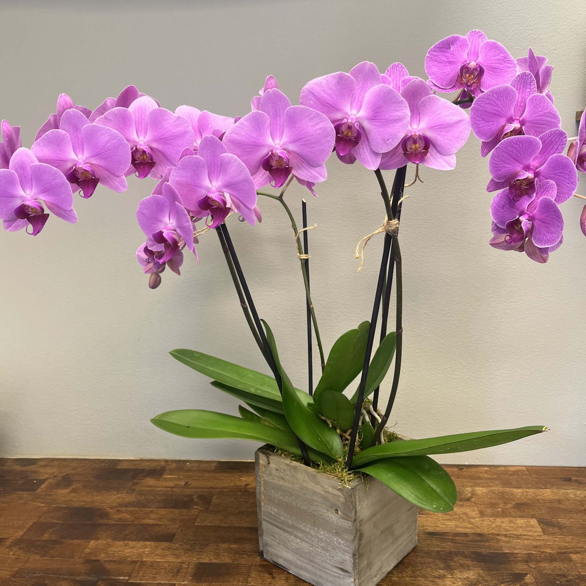 Pink orchid plant in a square gray planter