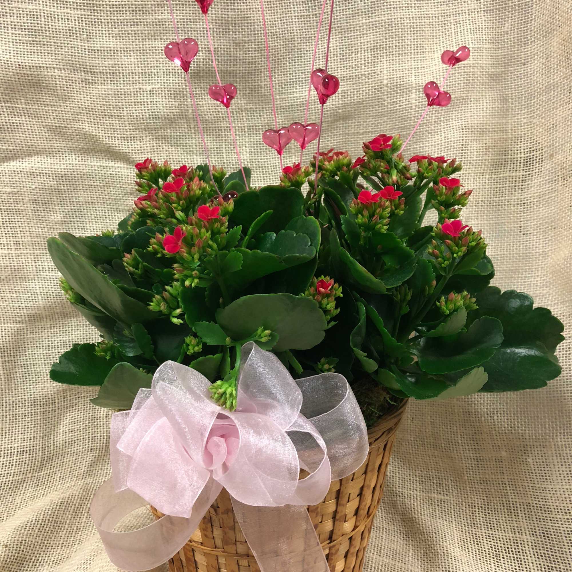 Potted succulent arrangement with pink heart picks in a wicker basket