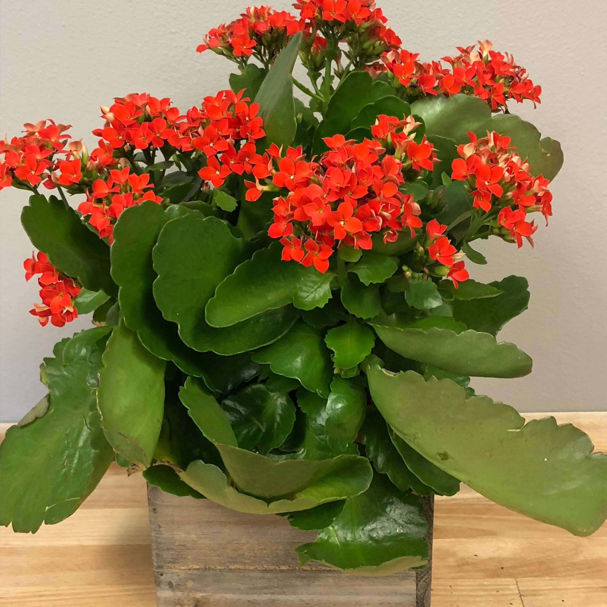 Potted kalanchoe plant with red flower clusters in a wooden box