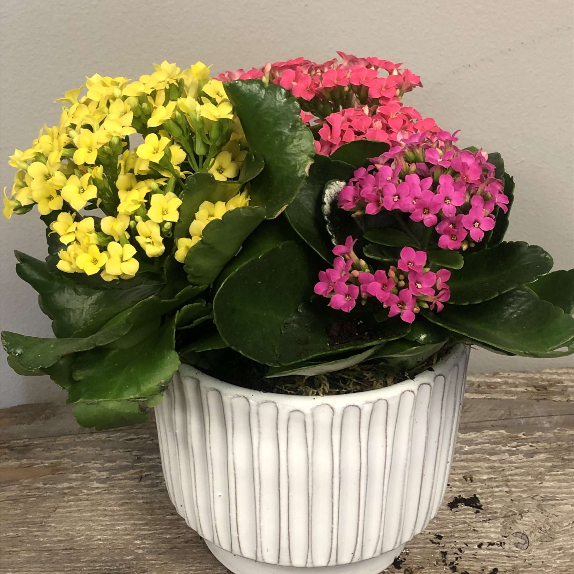 Potted kalanchoe with yellow and pink blooms in a white ribbed planter