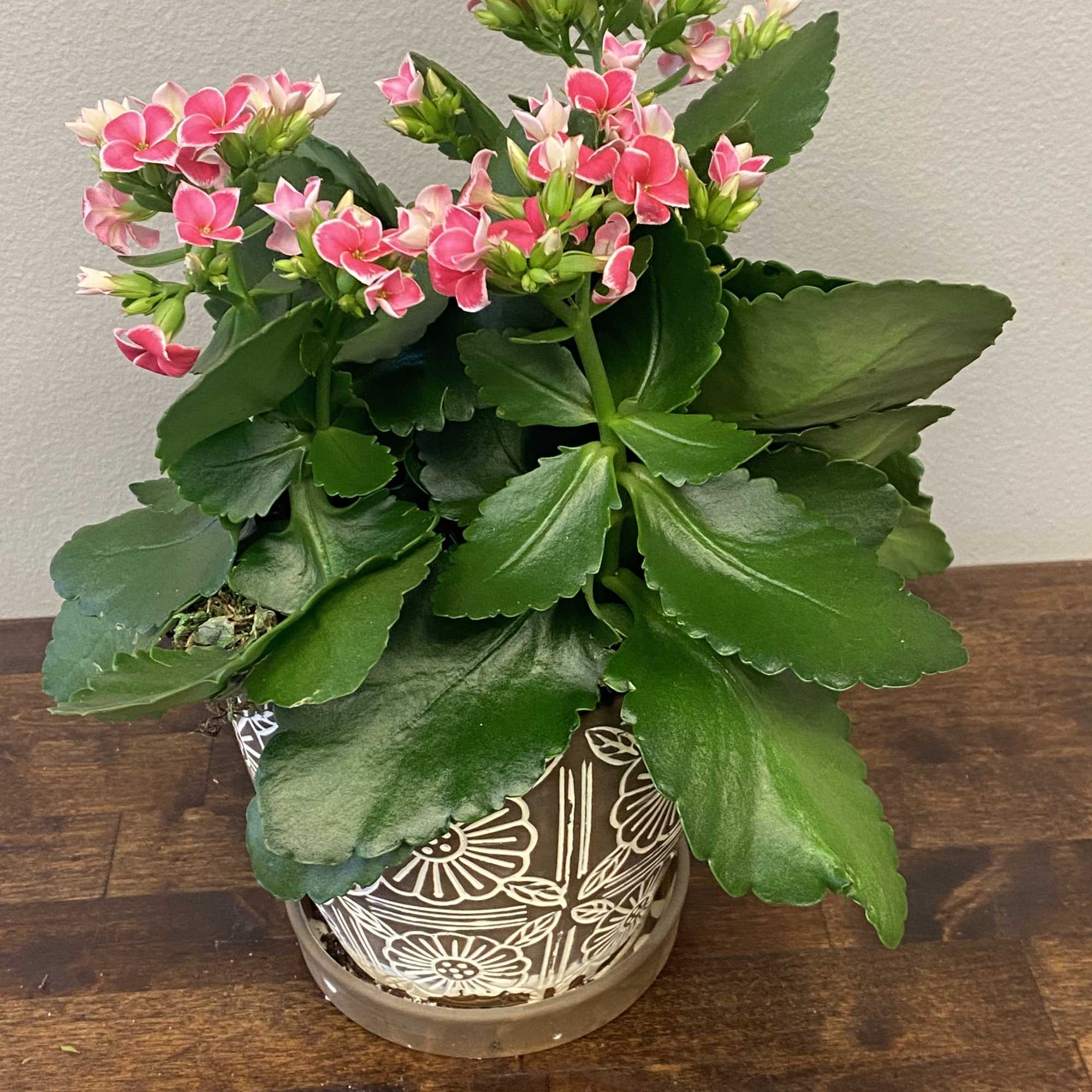 Potted pink flowering plant in a decorative ceramic pot