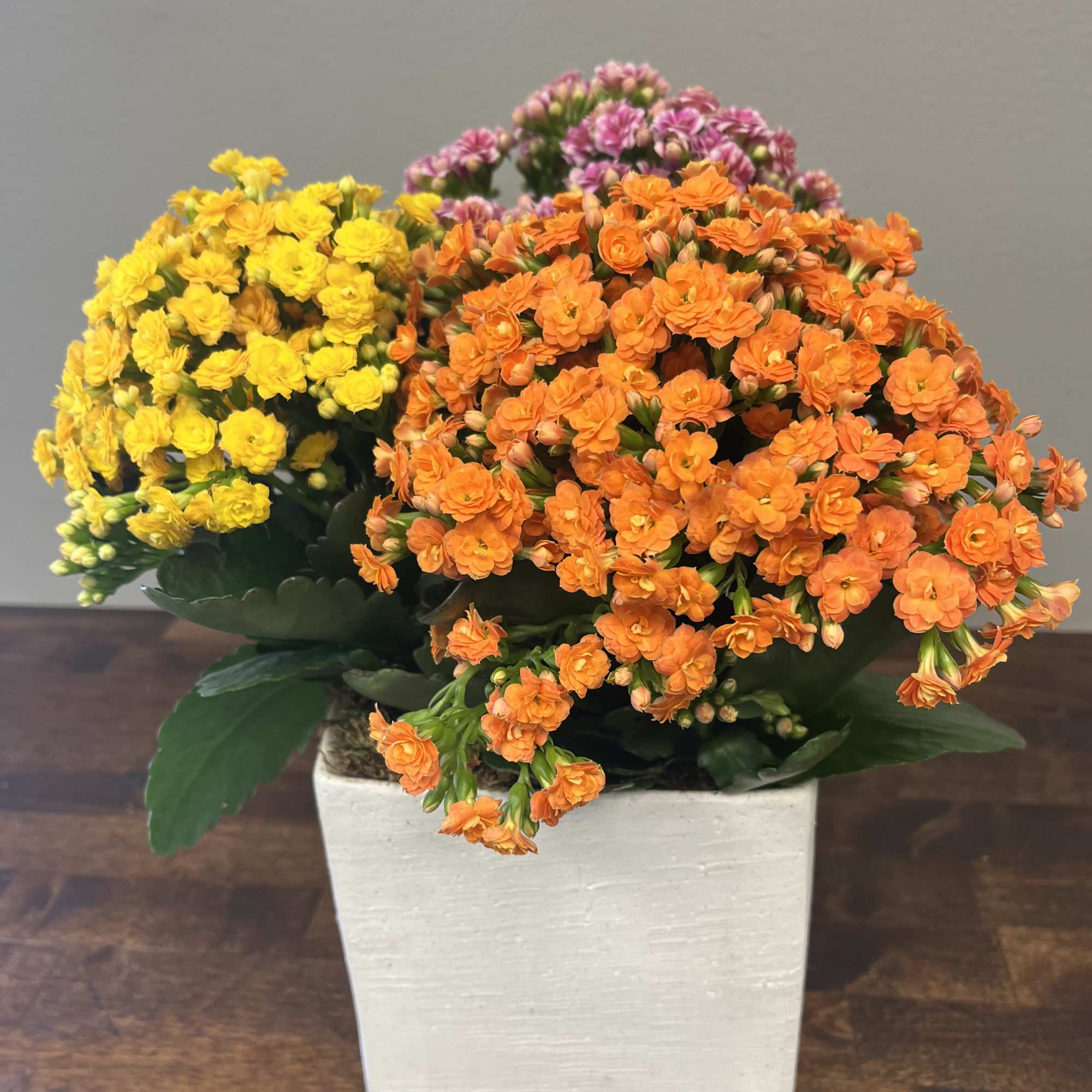 Potted arrangement of yellow, orange, and pink flowers in a white square planter