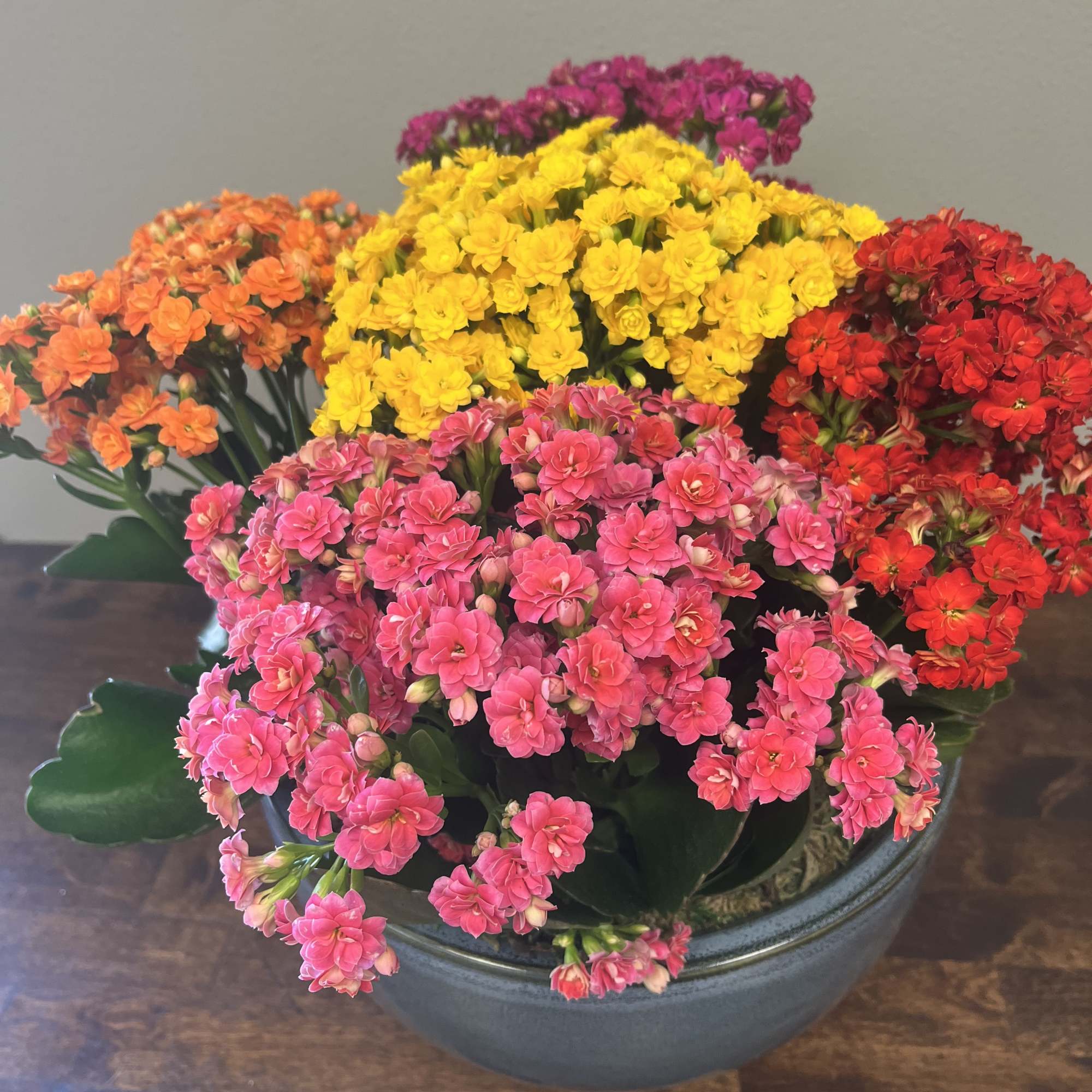 Potted arrangement of pink, yellow, red, and orange flowers