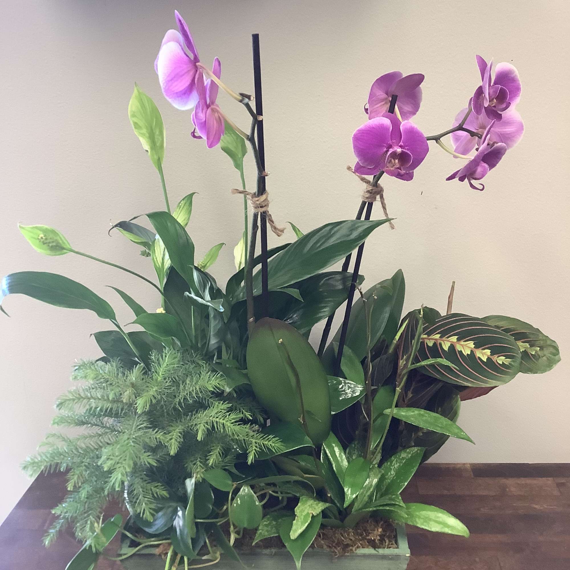 Potted orchid arrangement with purple blooms and assorted green foliage