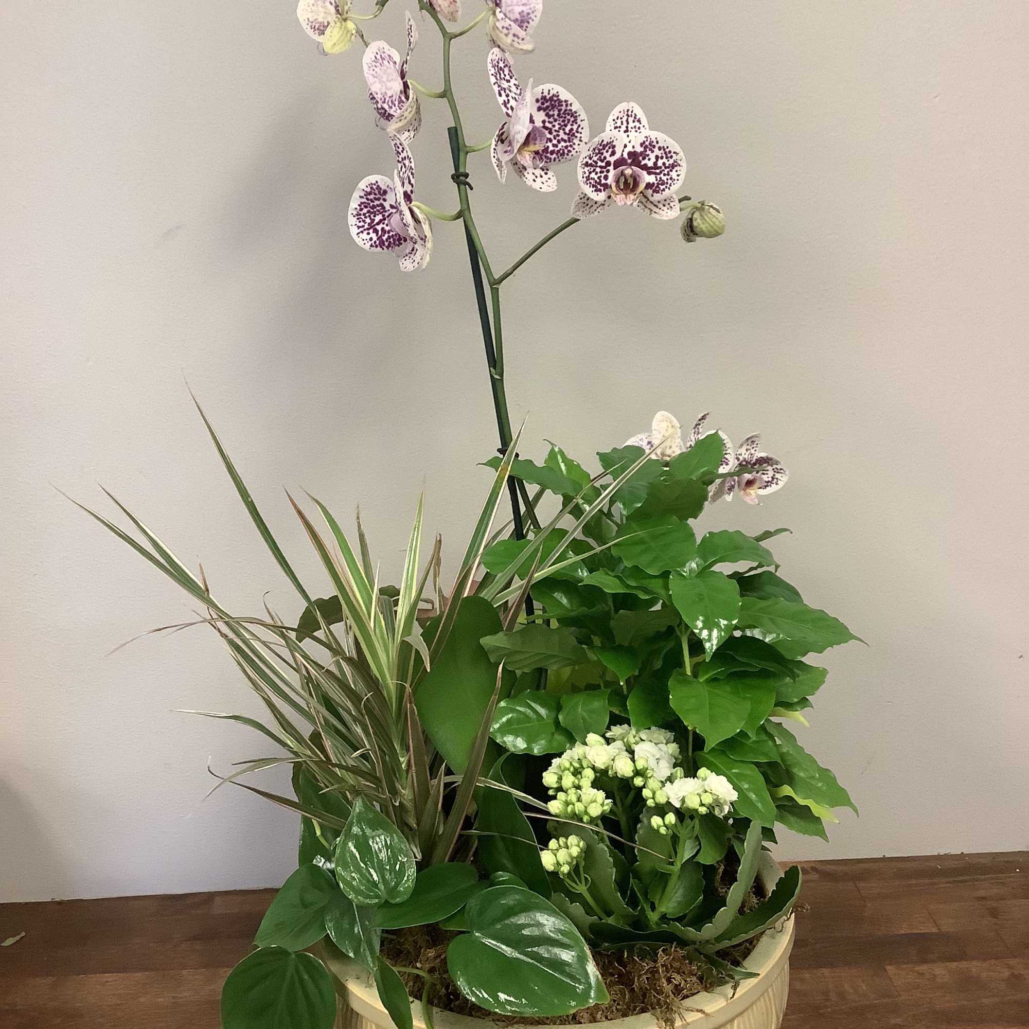 Potted orchid arrangement with mixed green plants in a cream planter