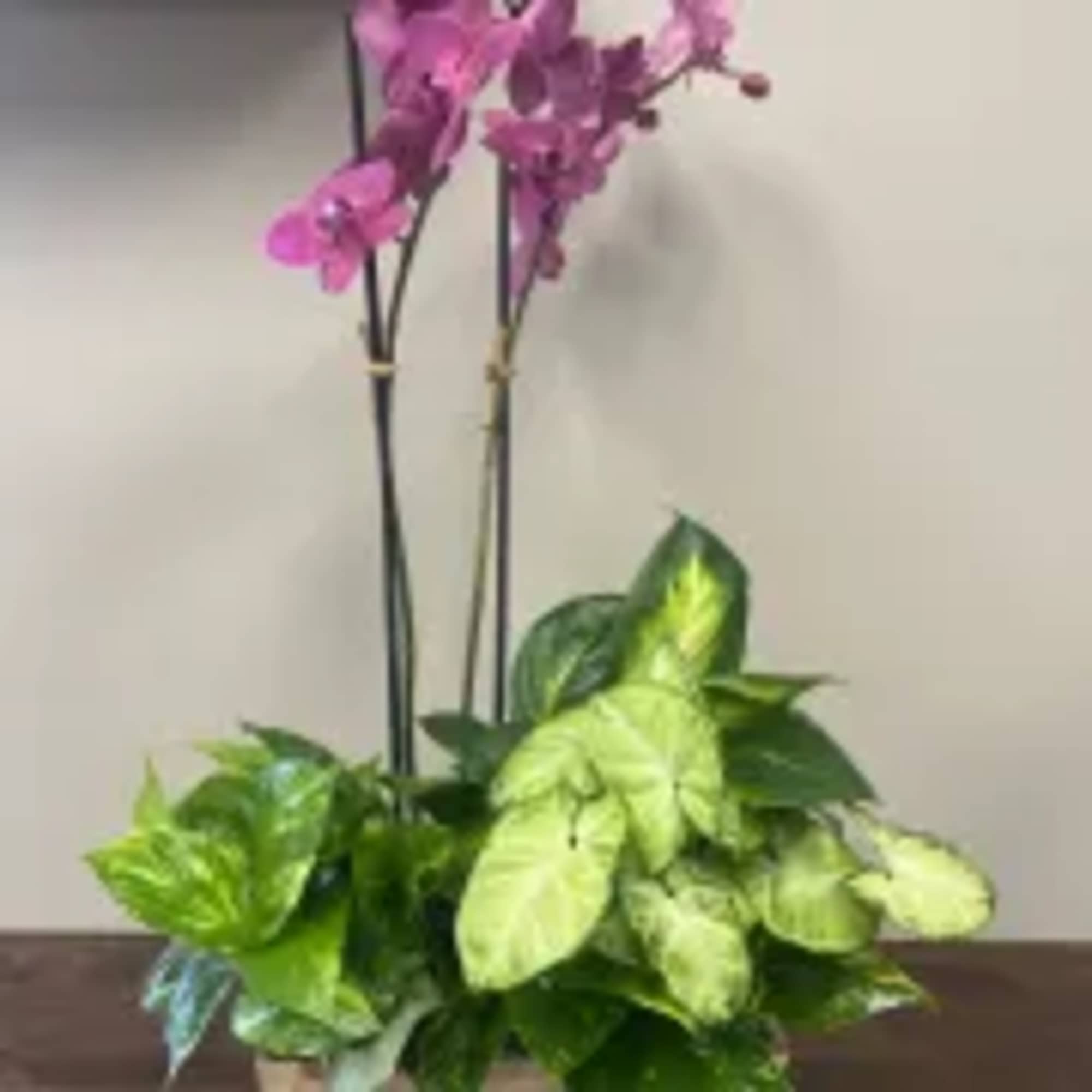 Pink orchid stems in a planter with dense green foliage