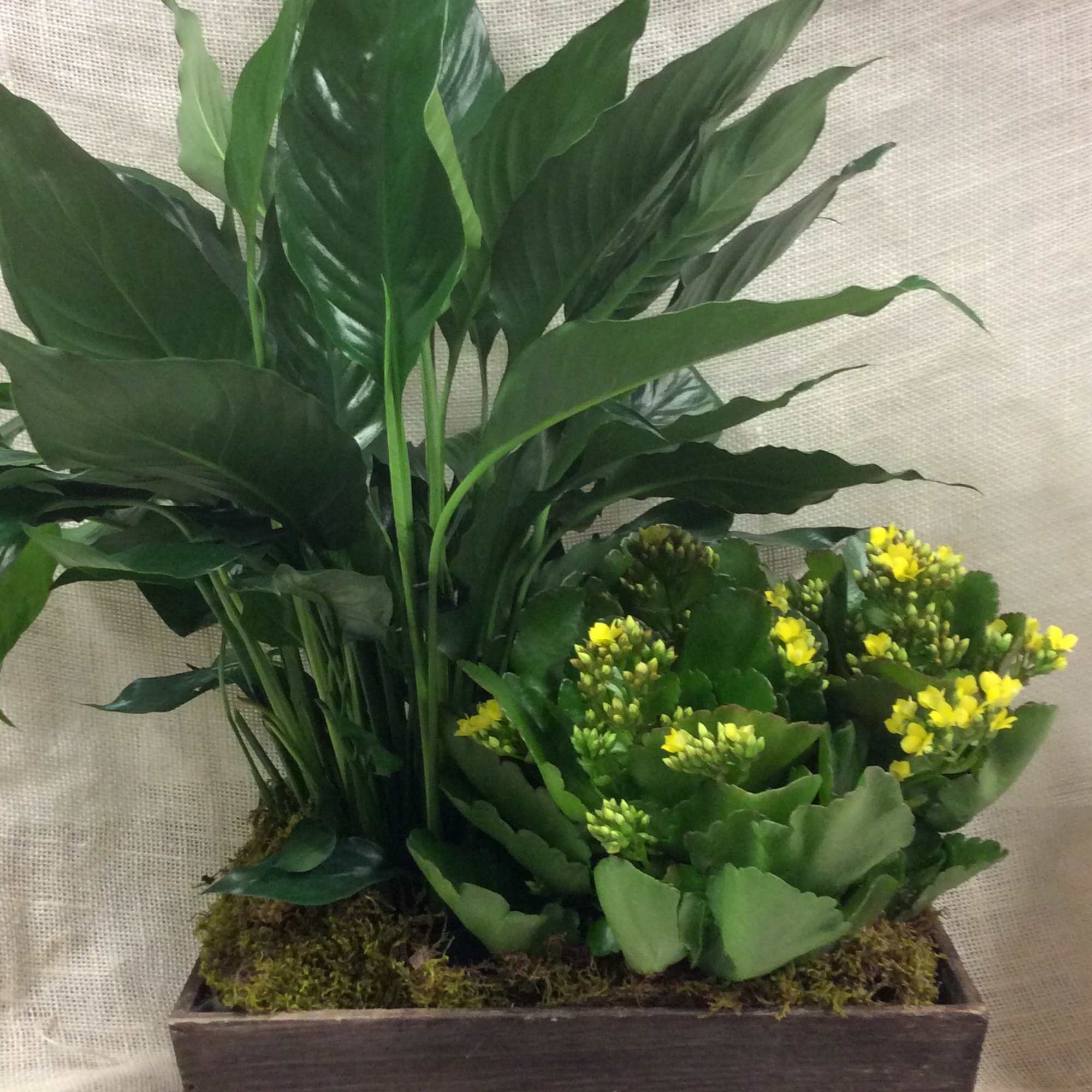 Potted green plant arrangement with small yellow flowers in a rectangular wooden planter