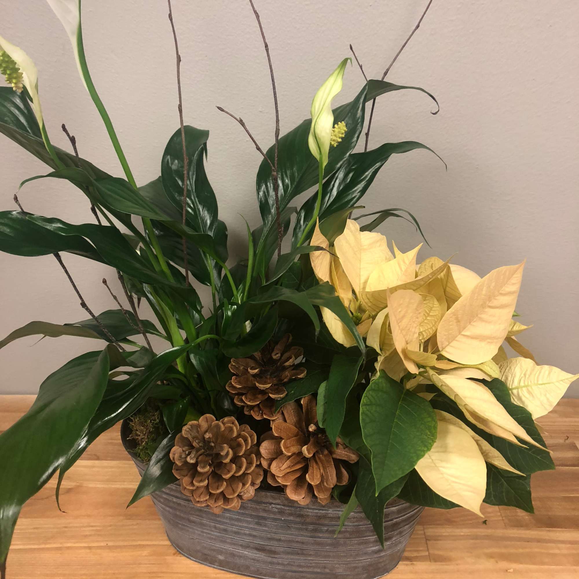 Potted arrangement with white calla lilies, pale poinsettias, and pinecones