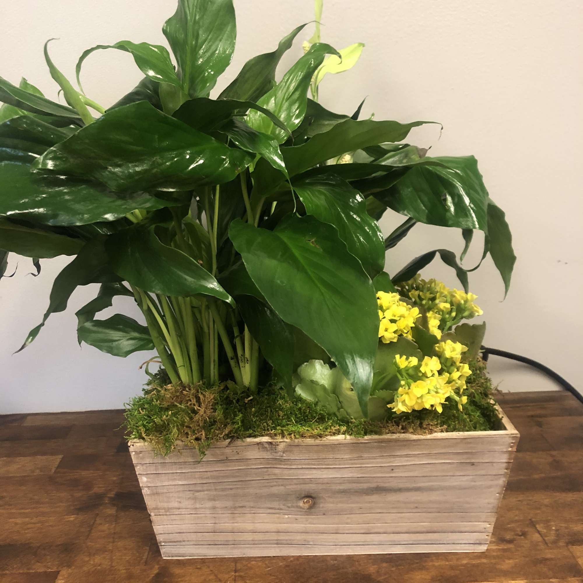 Potted green plant with small yellow flowers in a wooden planter