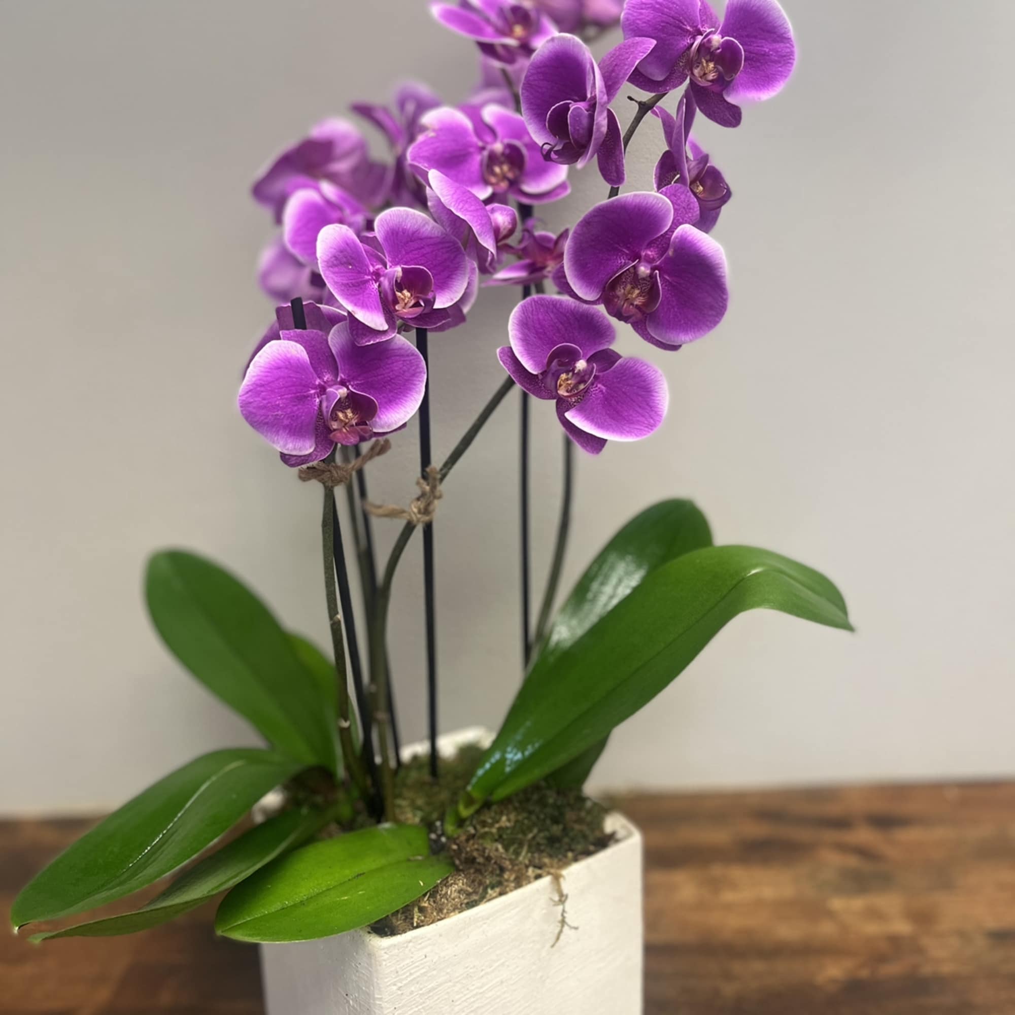 A double spiked orchid plant- in a modern ceramic pot.  pink