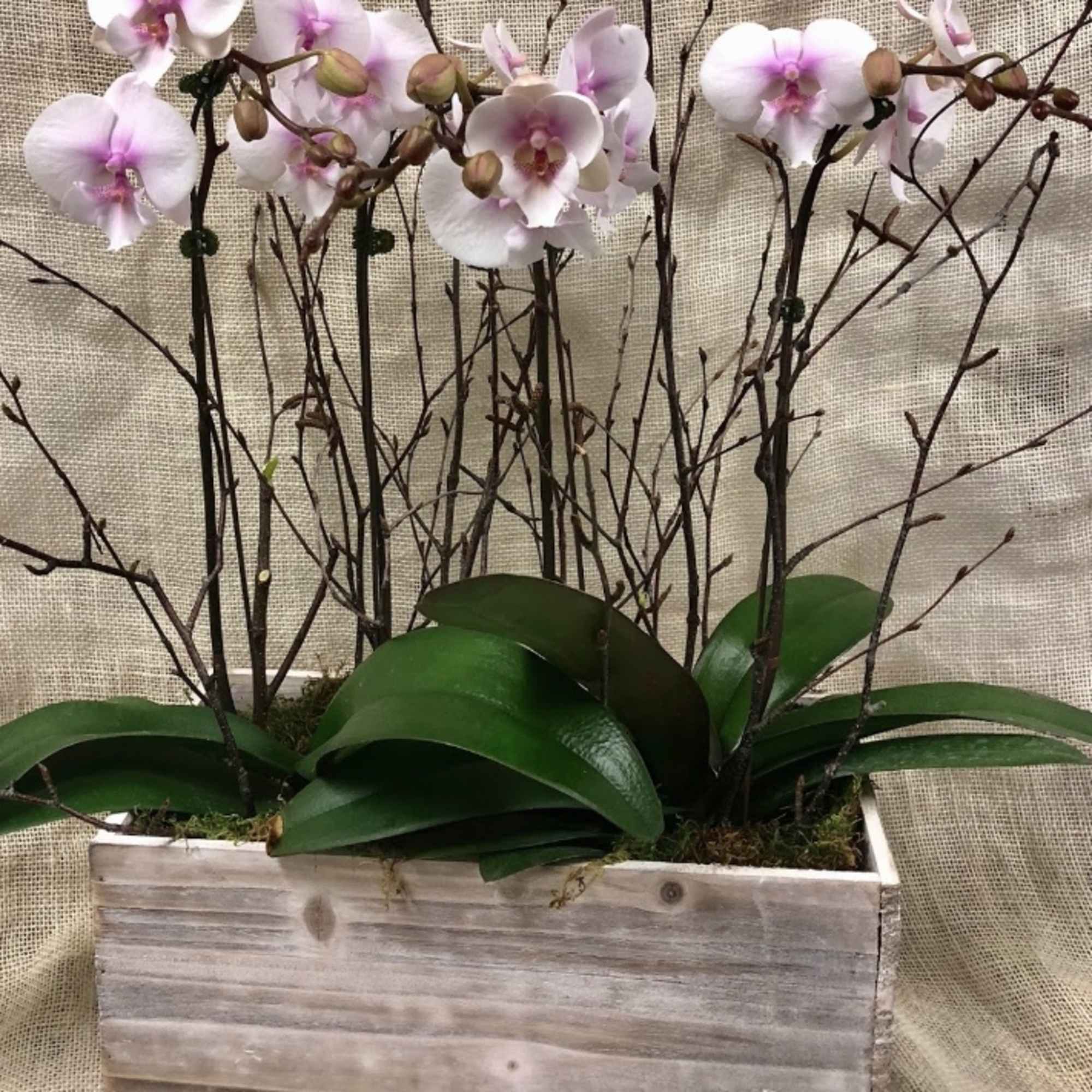A stunning collection of orchids, in a complimenting color array.  The, photo 3 of 3