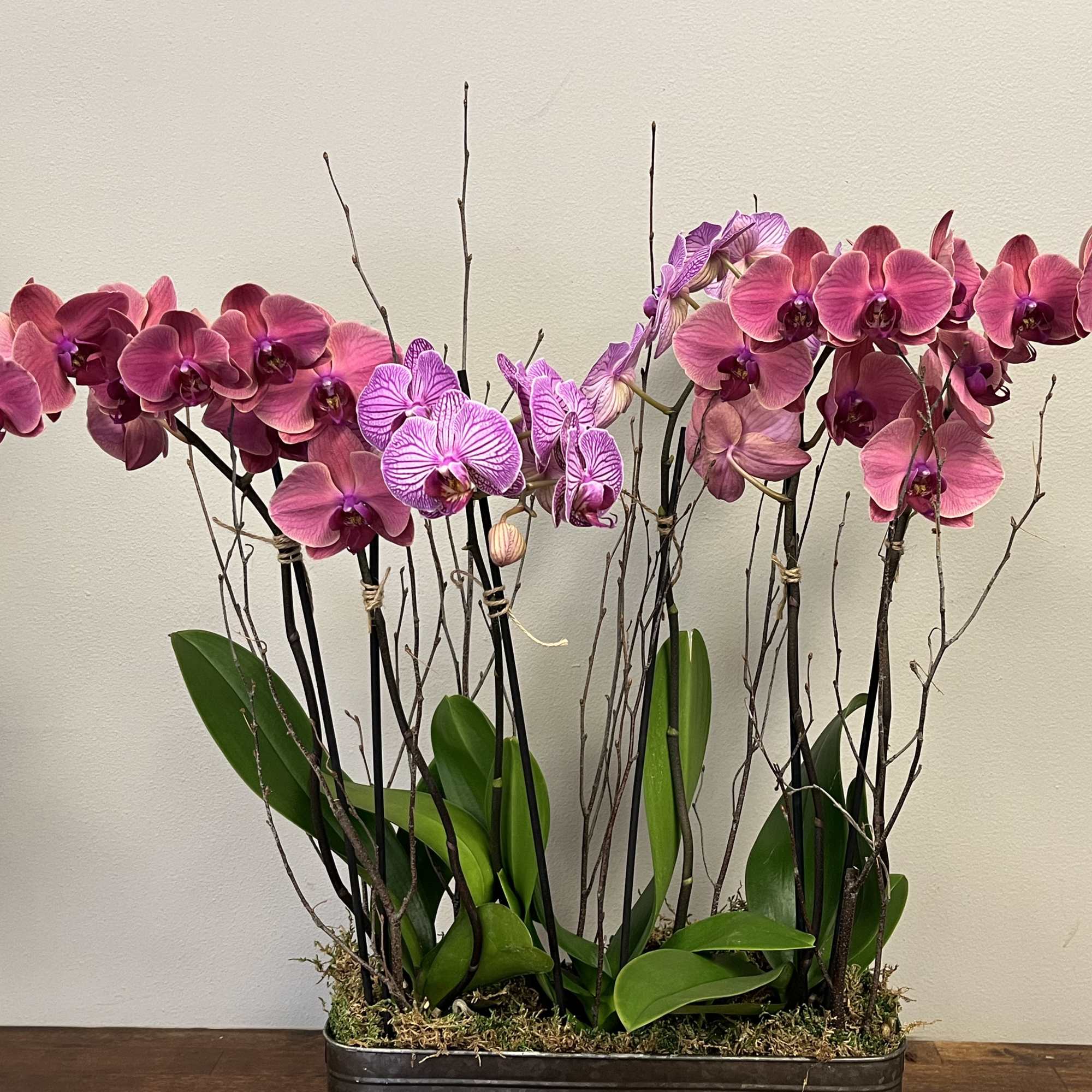 A stunning collection of orchids, in a complimenting color array.  The, photo 2 of 3