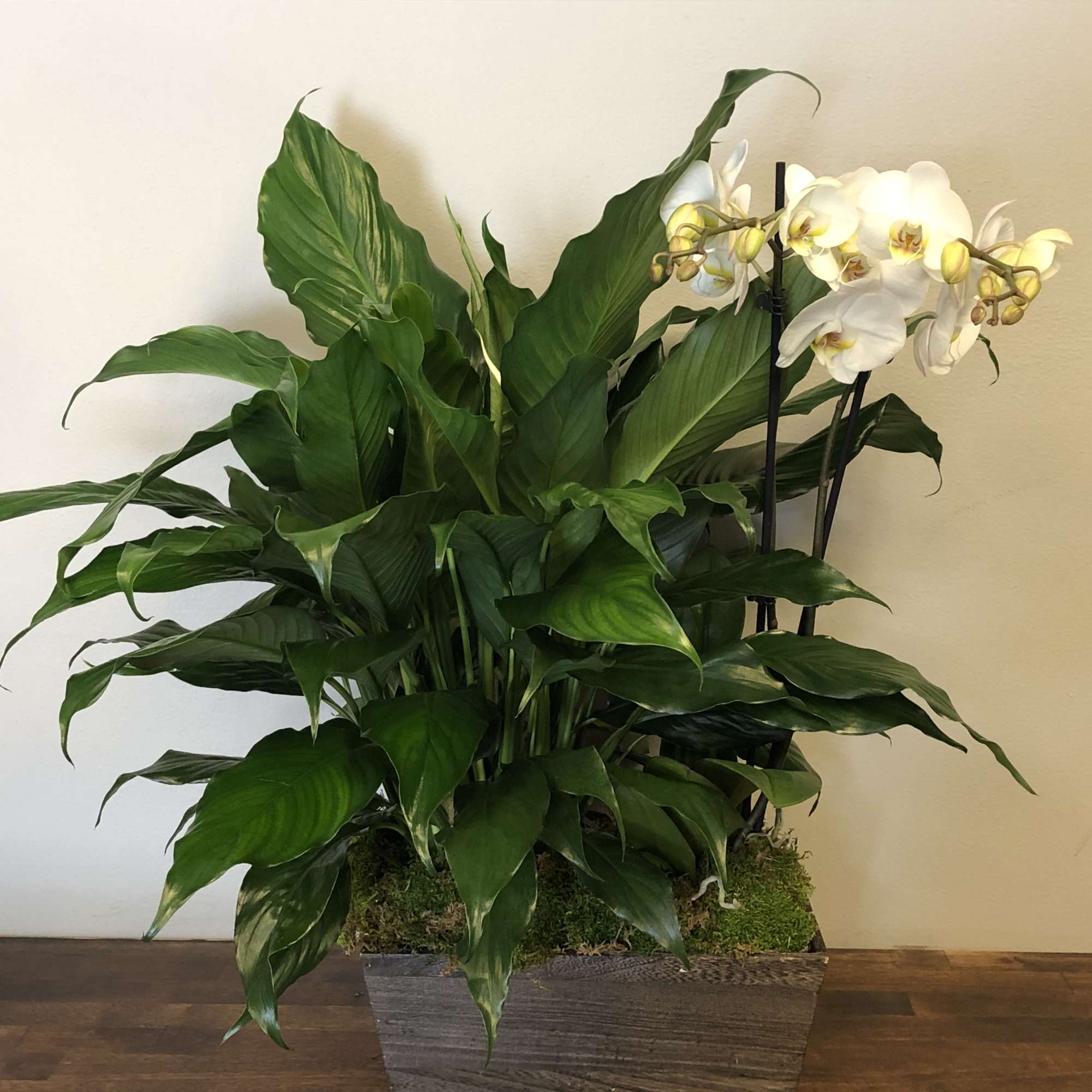A lush peace lily and a majestic orchid make for a lovely, photo 2 of 2