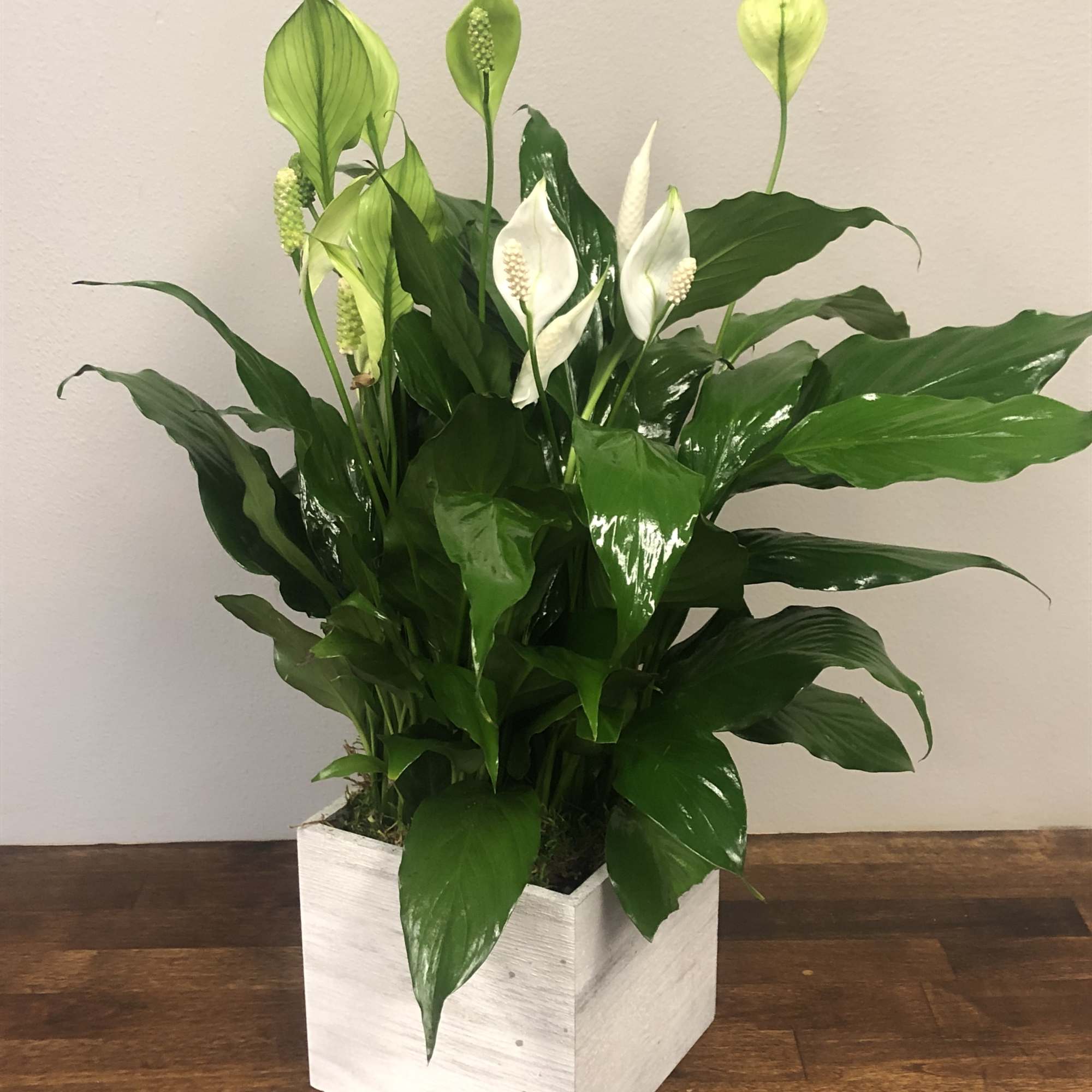 6"  potted Peace Lily in a modern container.  (pot selection