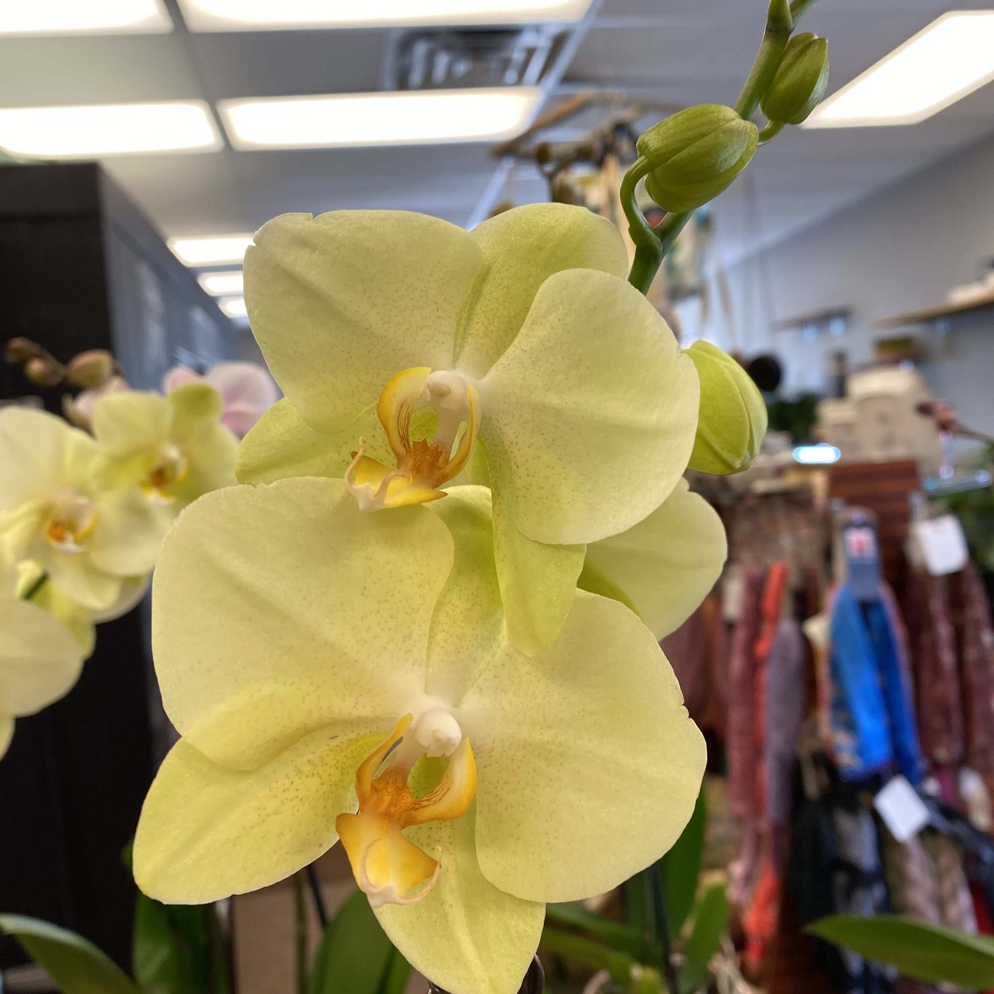 The exotic orchid, this thing of beauty gets more than its fair, photo 2 of 3