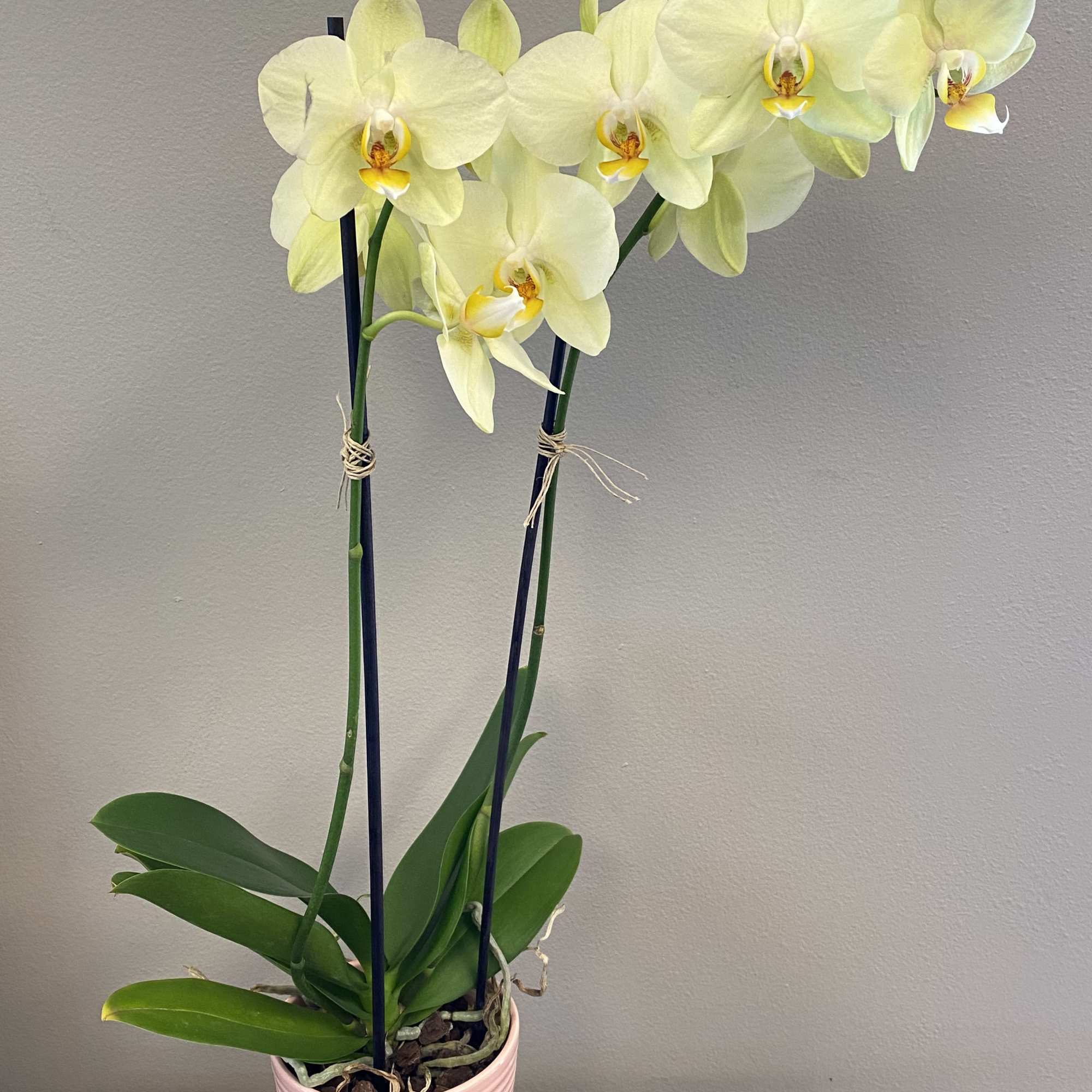 The exotic orchid, this thing of beauty gets more than its fair, photo 3 of 3