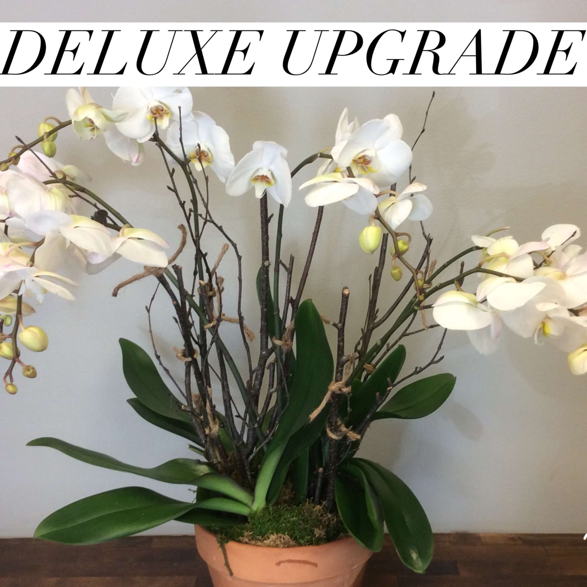 This Modern design of a single orchid with two spikes of blooms, photo 3 of 3