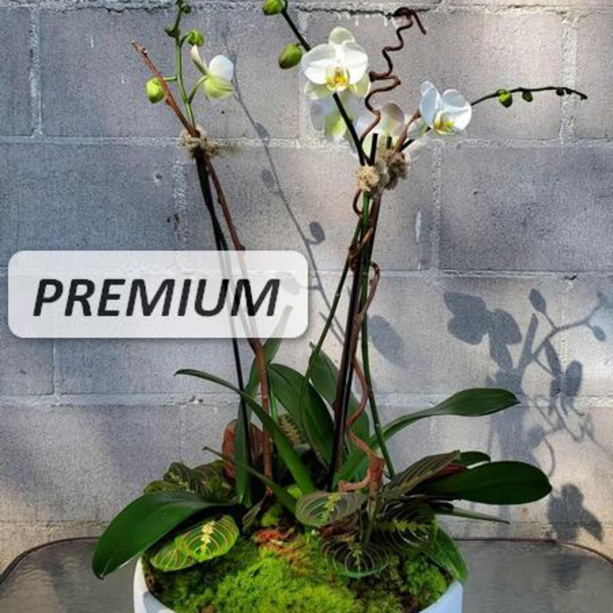 White phalaenopsis orchid planter with moss in a low white bowl.