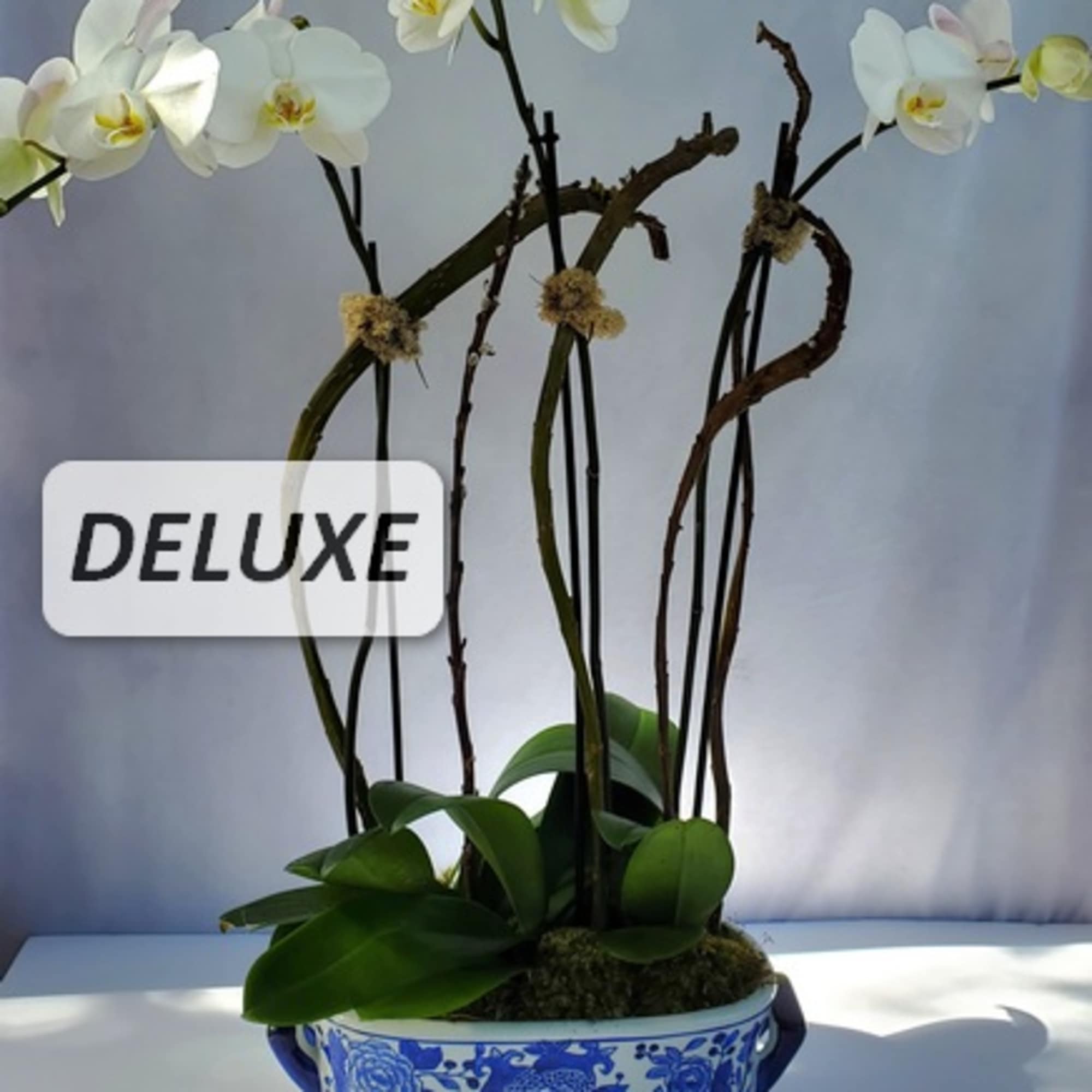 Tall white orchid plant in a blue and white ceramic planter labeled deluxe