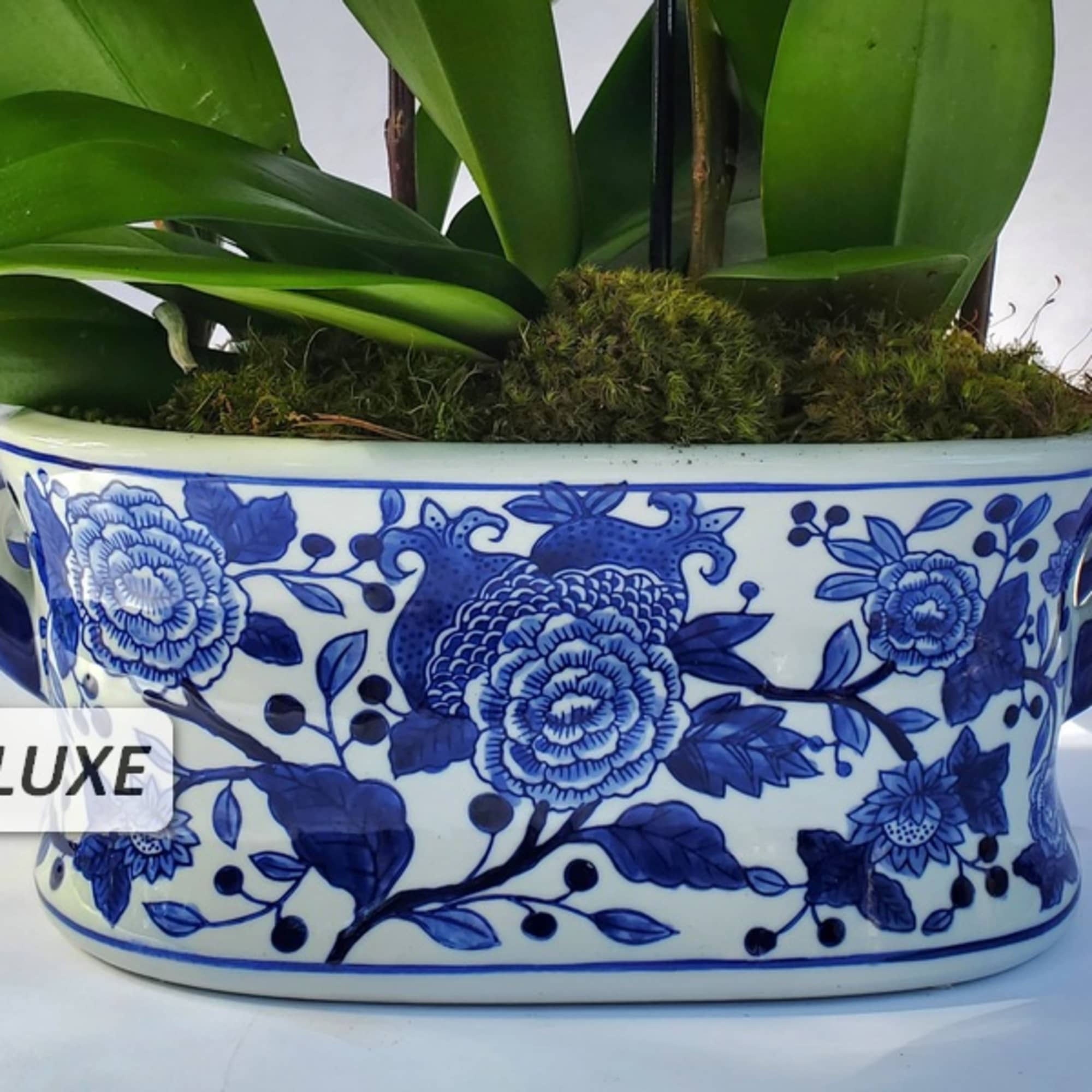 Low green potted plant in an oval blue and white floral ceramic planter