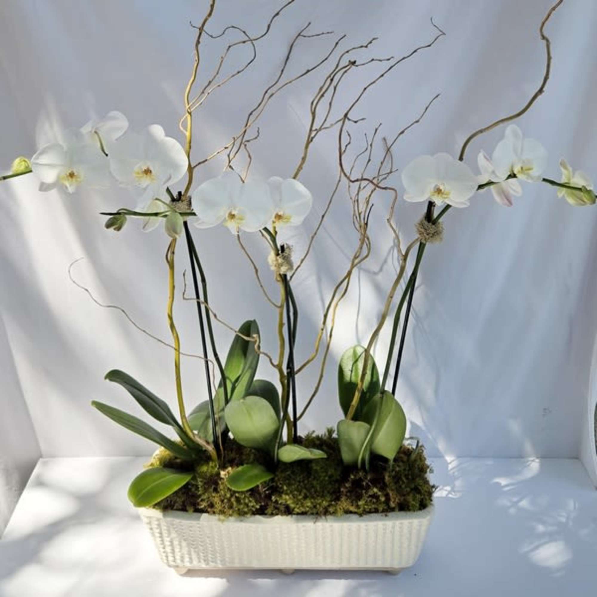 White phalaenopsis orchid plants with curly branches in a long white ceramic planter