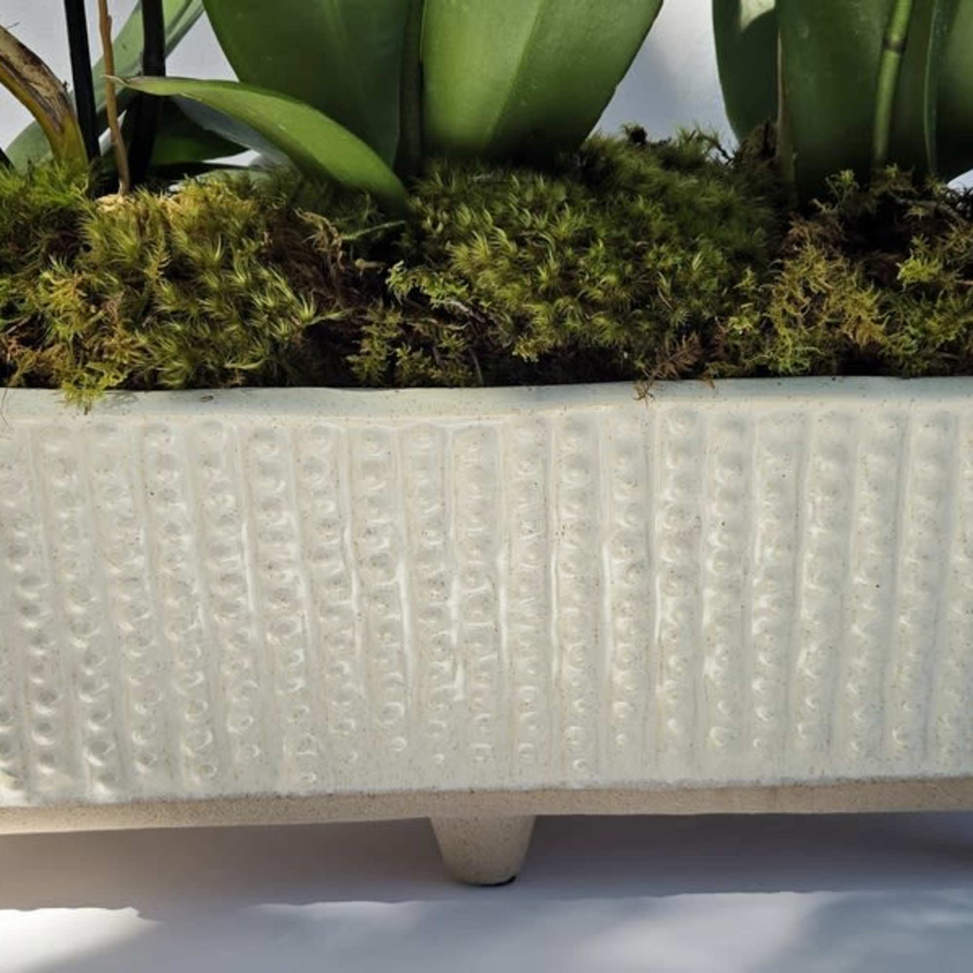 Rectangular white textured planter with green moss and foliage plants