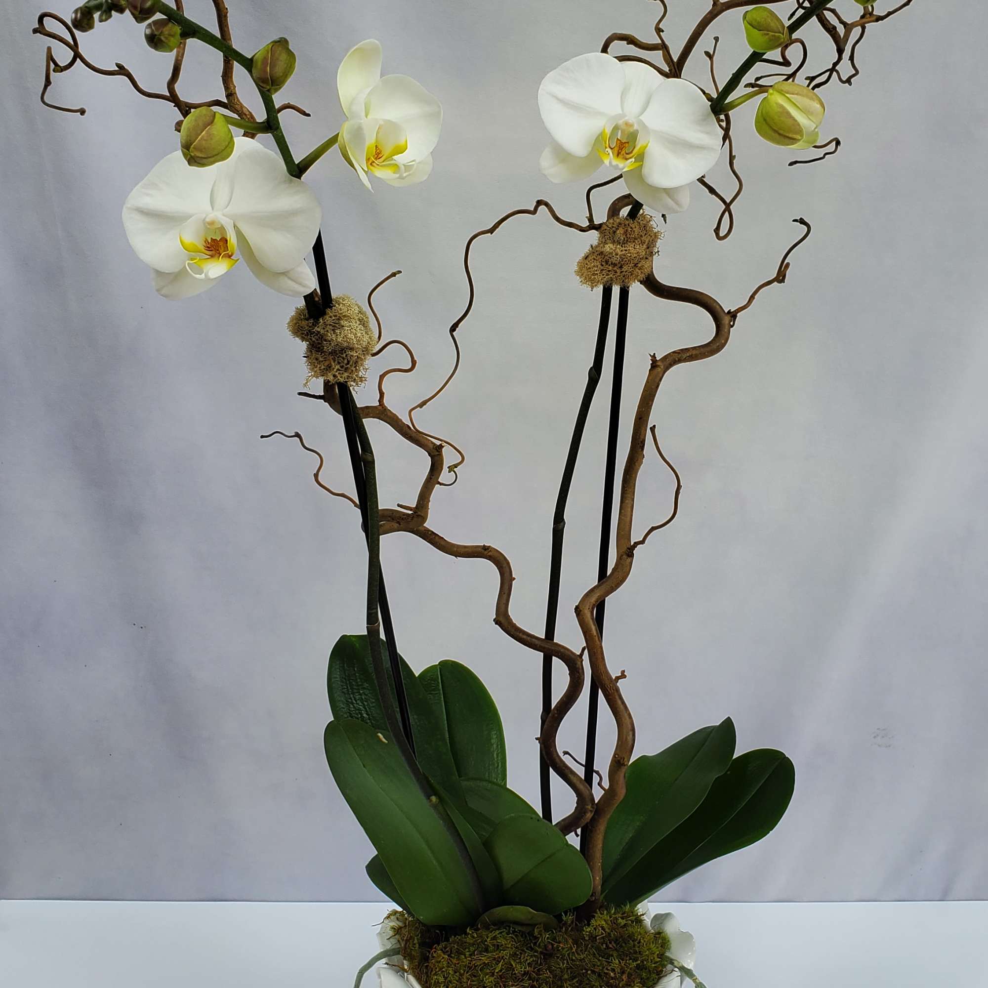 Potted white phalaenopsis orchid with curly branches in a textured white ceramic pot