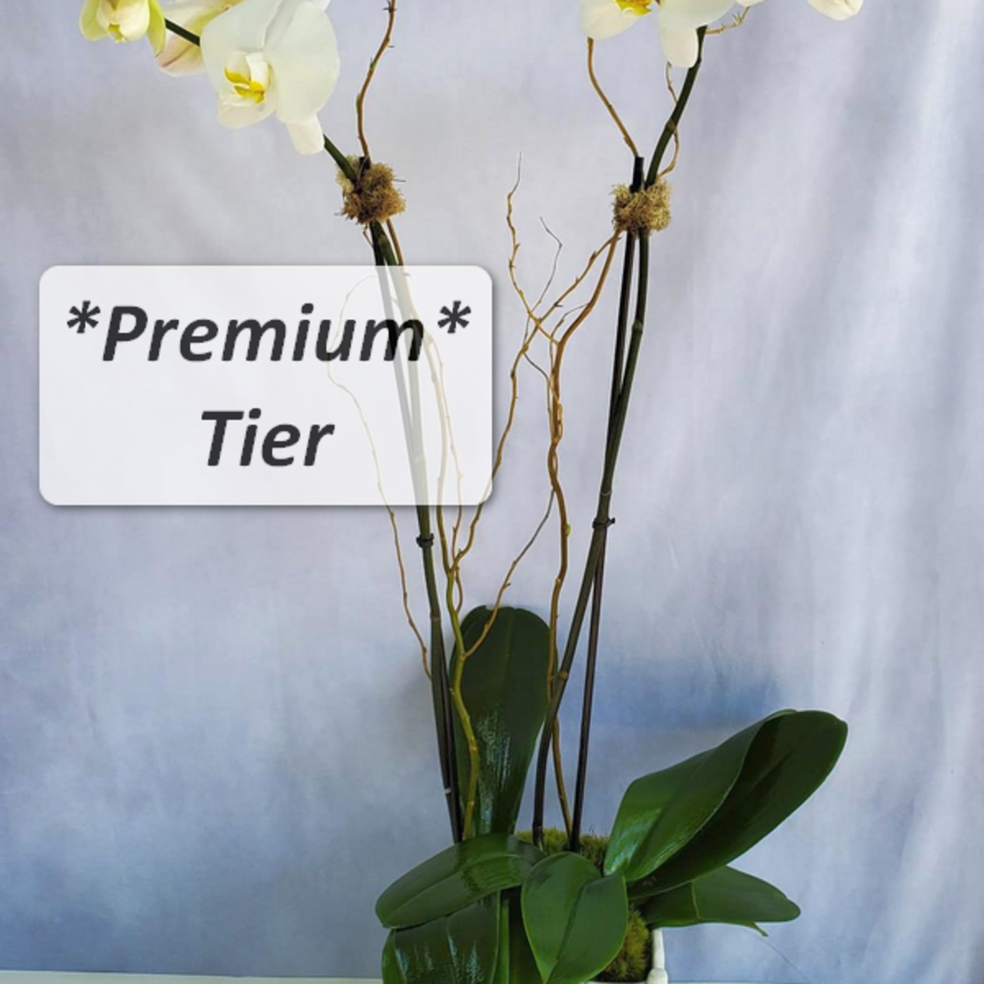 Tall white orchid plant with multiple blooms in a square white ceramic pot labeled premium tier