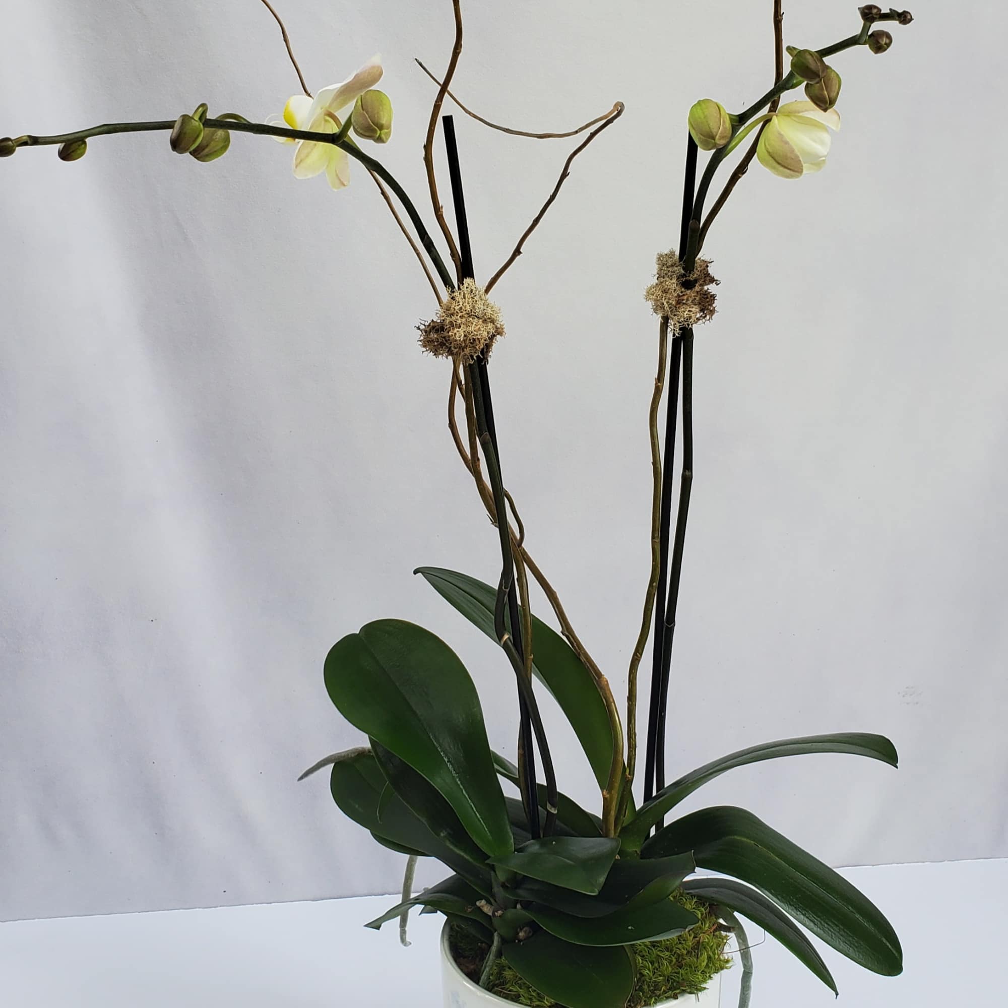 Tall white orchid plant with few blooms in a white and blue ceramic pot