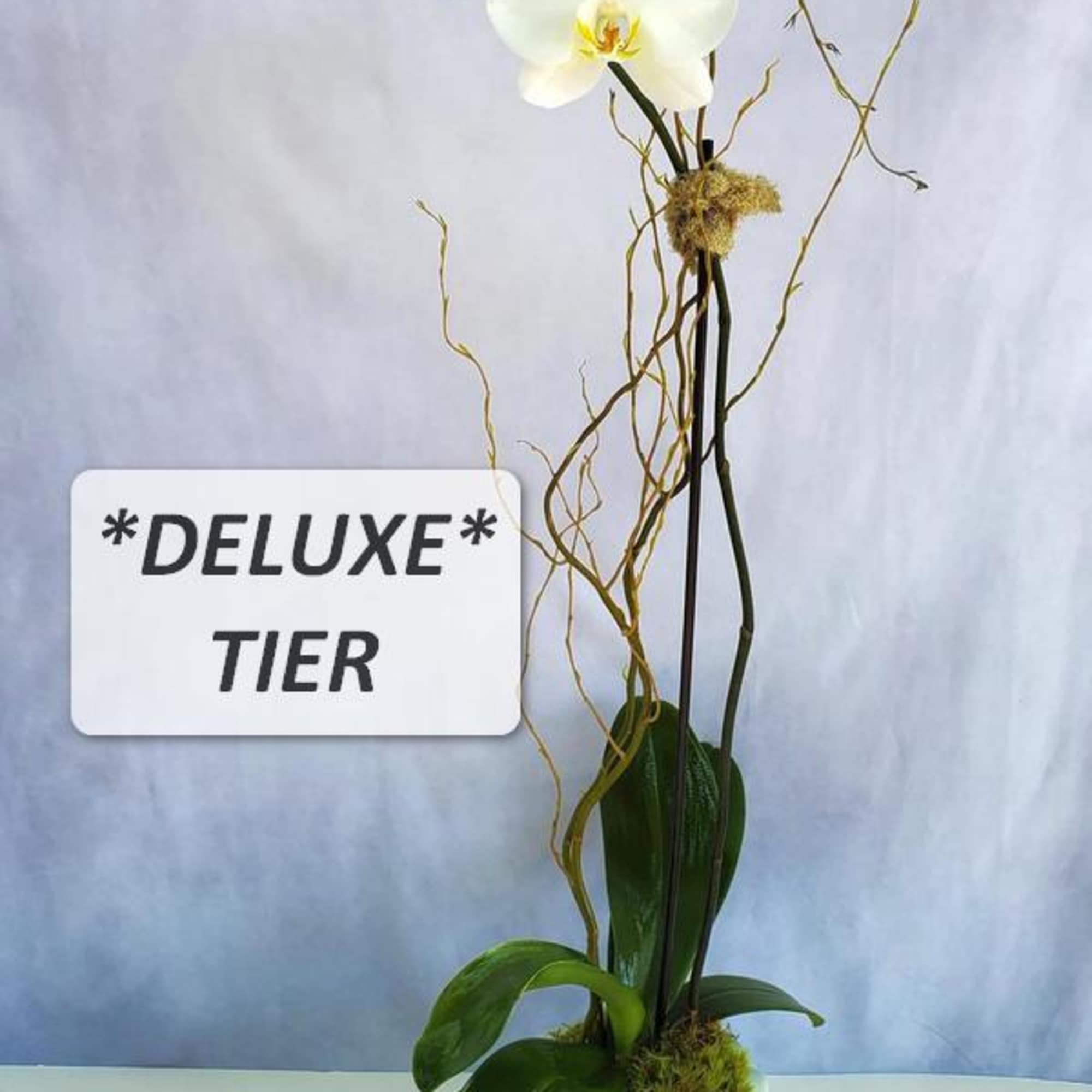 Tall white orchid plant with buds in a blue and white ceramic pot