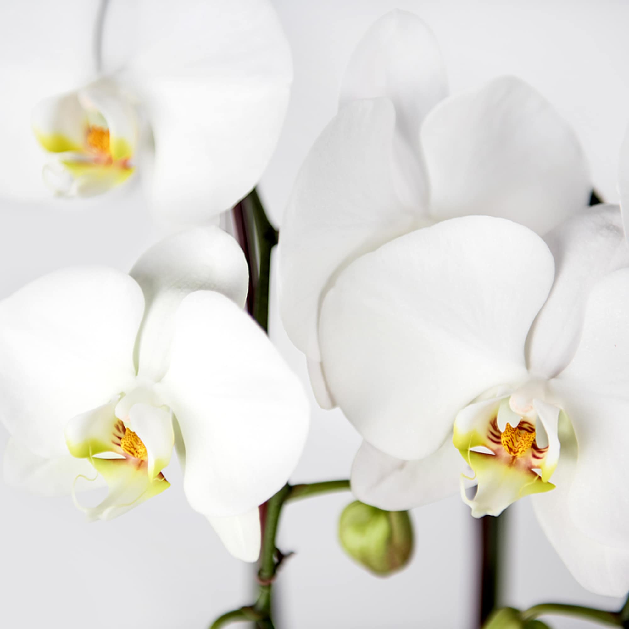 Close-up of white orchid blooms with yellow centers