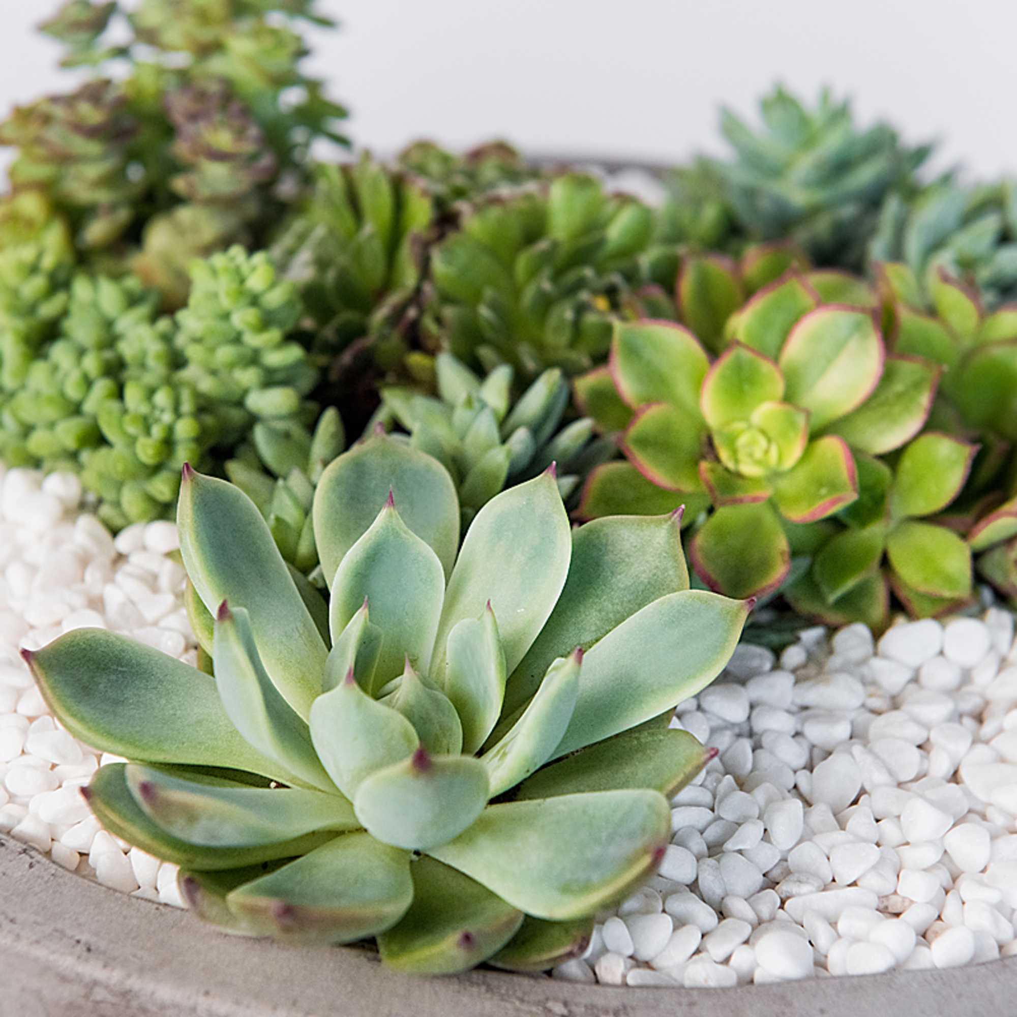 Assorted succulents arranged in a shallow planter with white pebbles