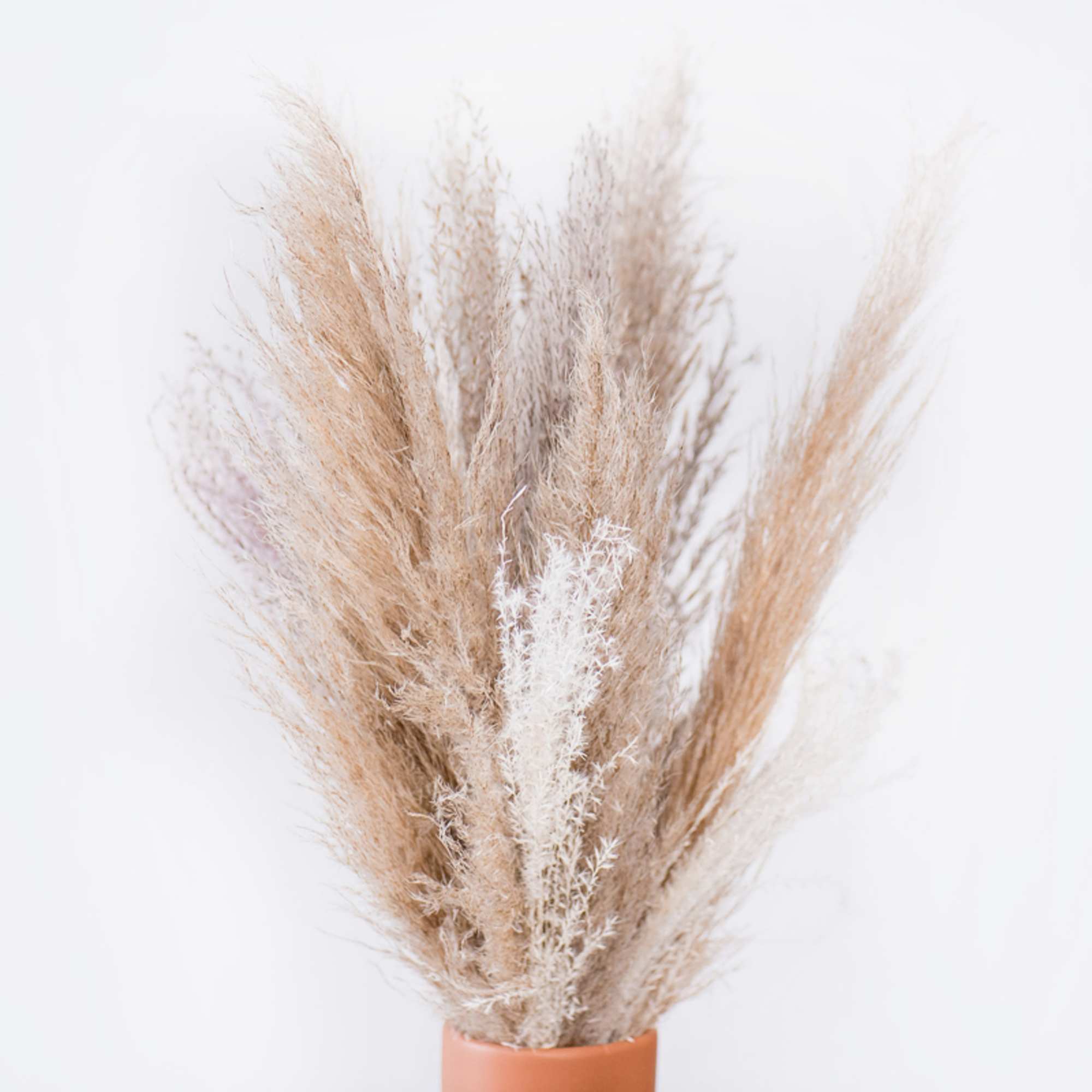 Dried pampas grass in a small terracotta vase