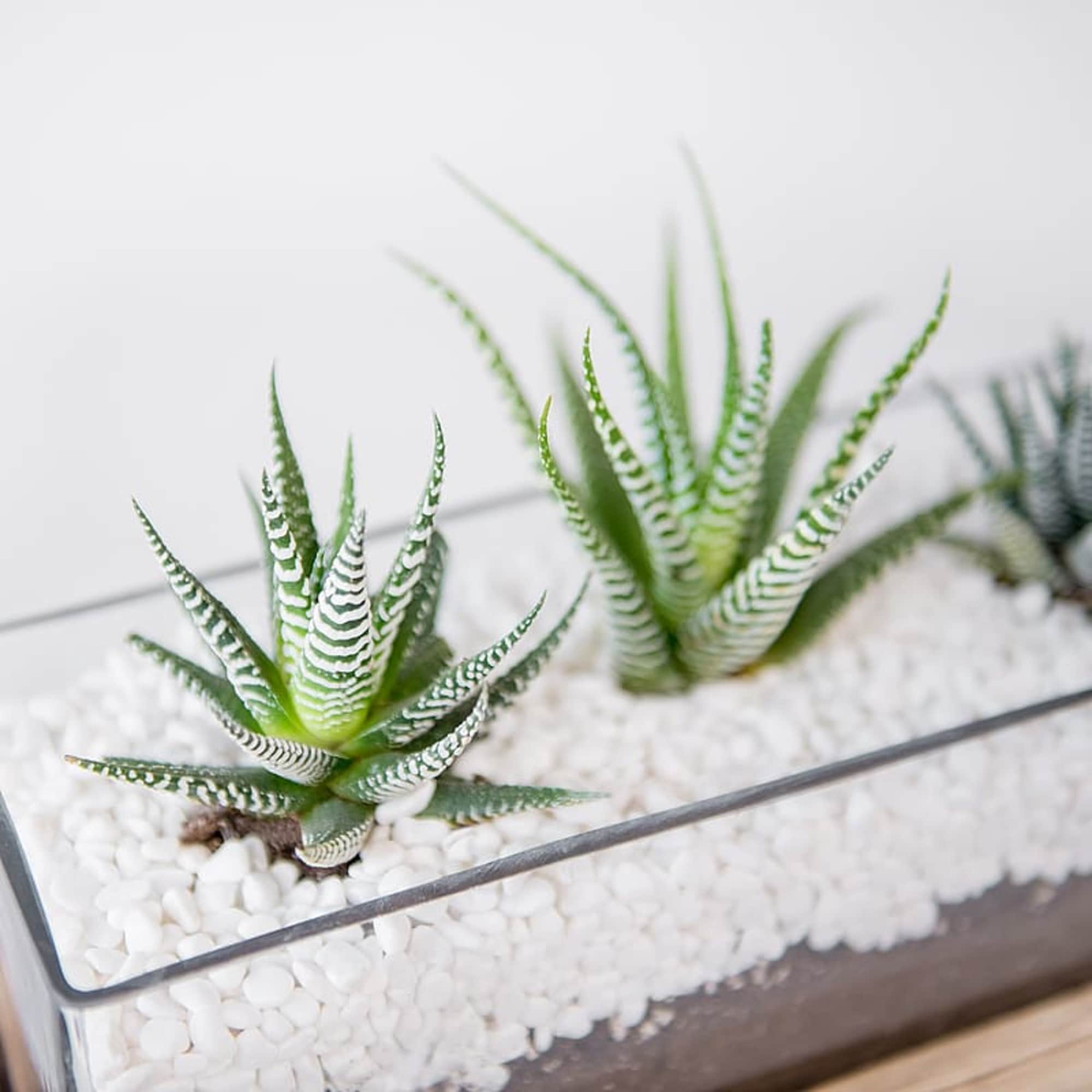 Two striped succulents in a glass terrarium with white stones