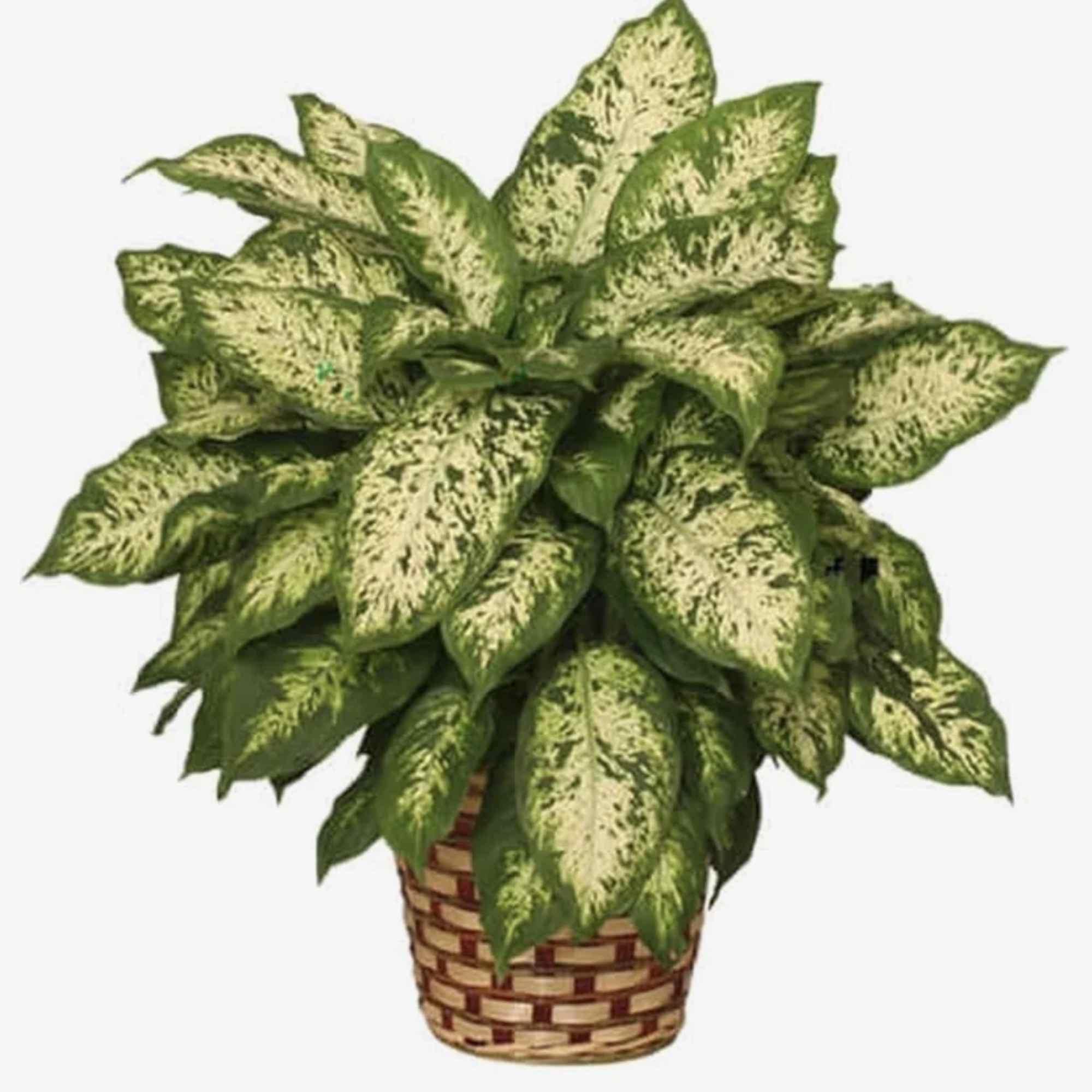 Potted variegated houseplant in a woven basket planter