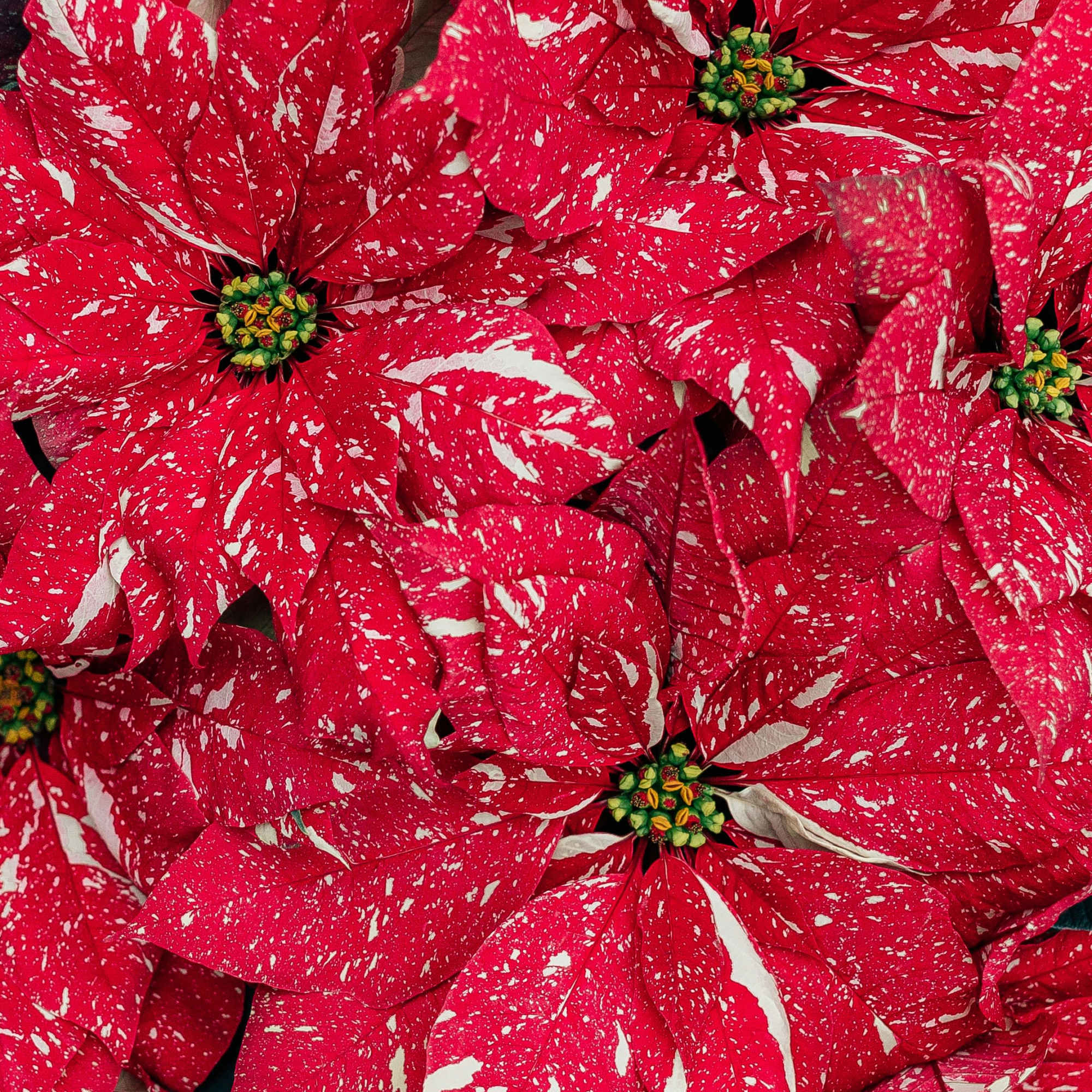 Close-up of red and white speckled poinsettias
