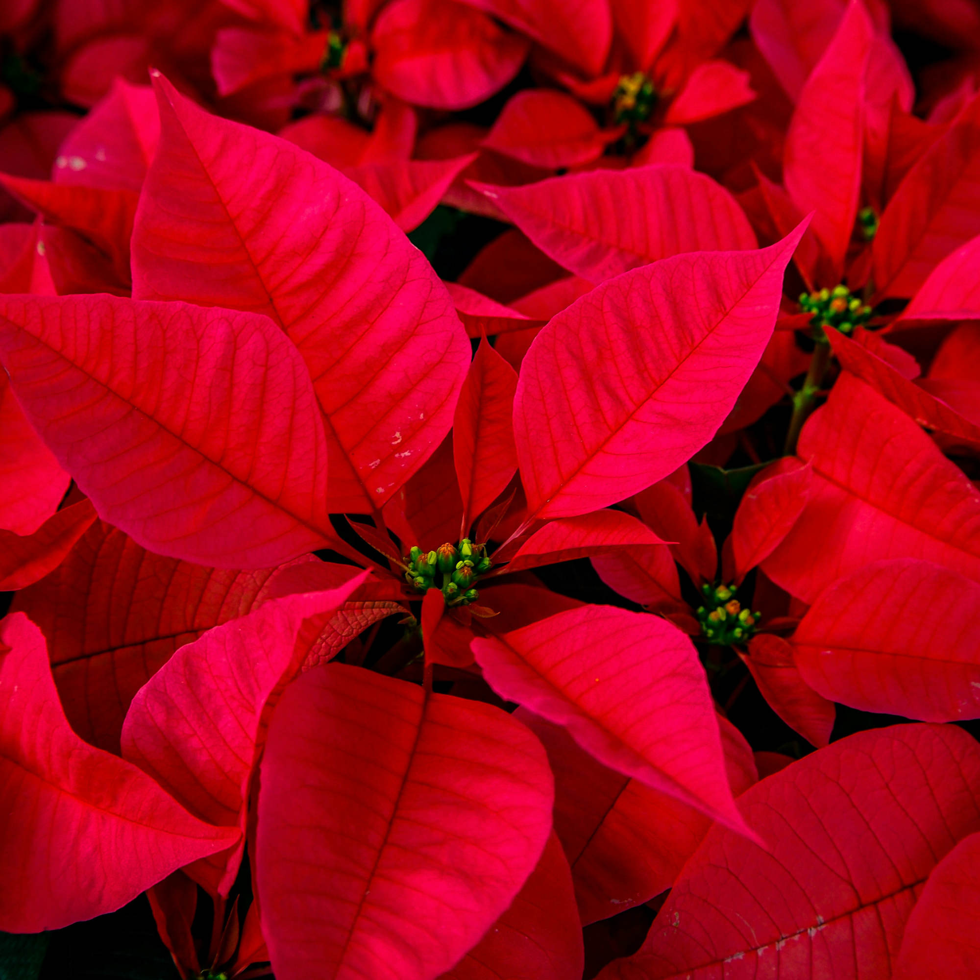 Close-up of red poinsettia bracts filling the frame