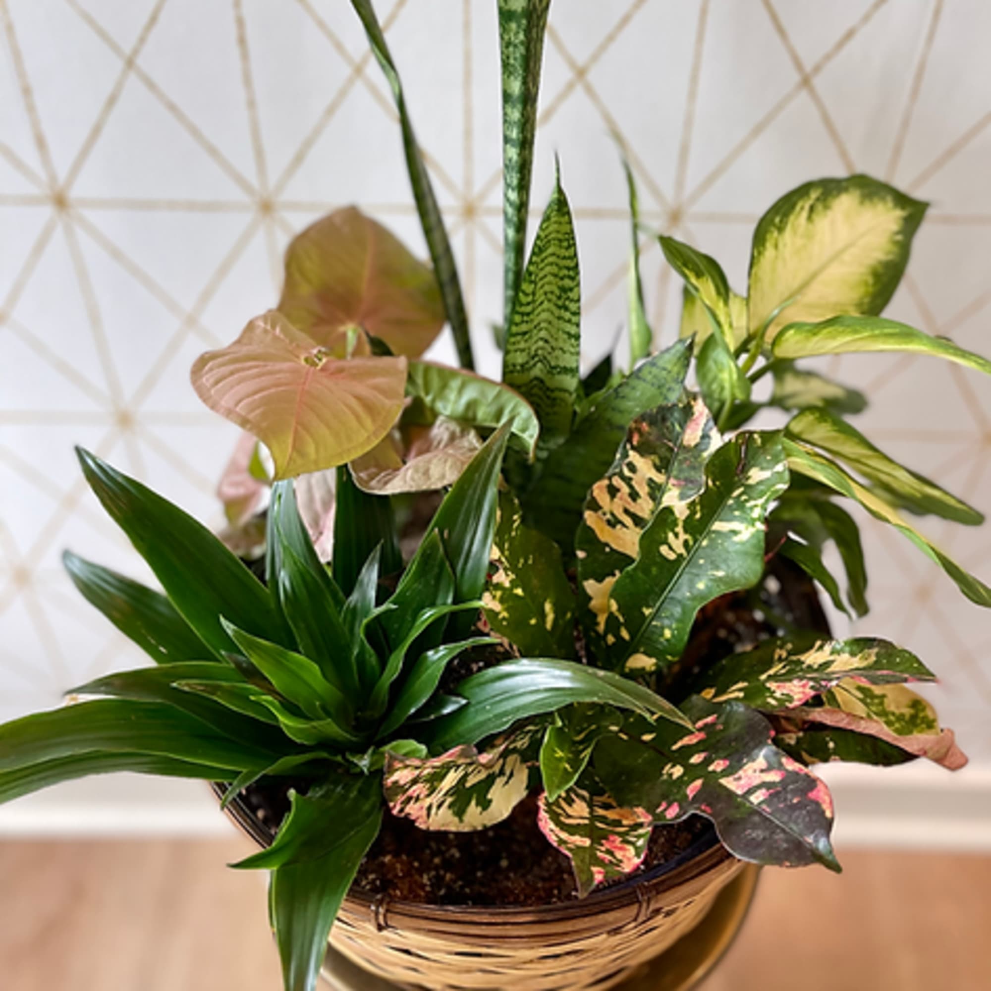 Mixed potted houseplants in a woven basket planter