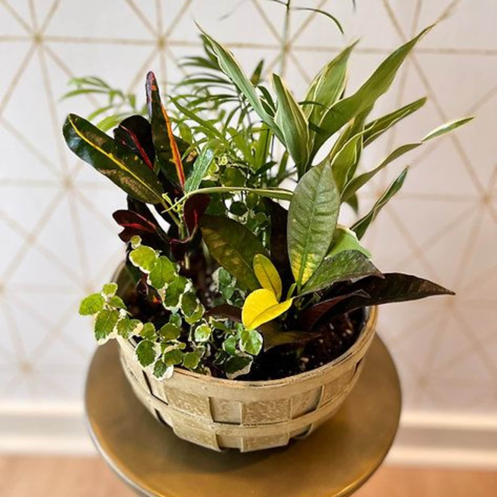 Mixed potted foliage arrangement in a woven basket