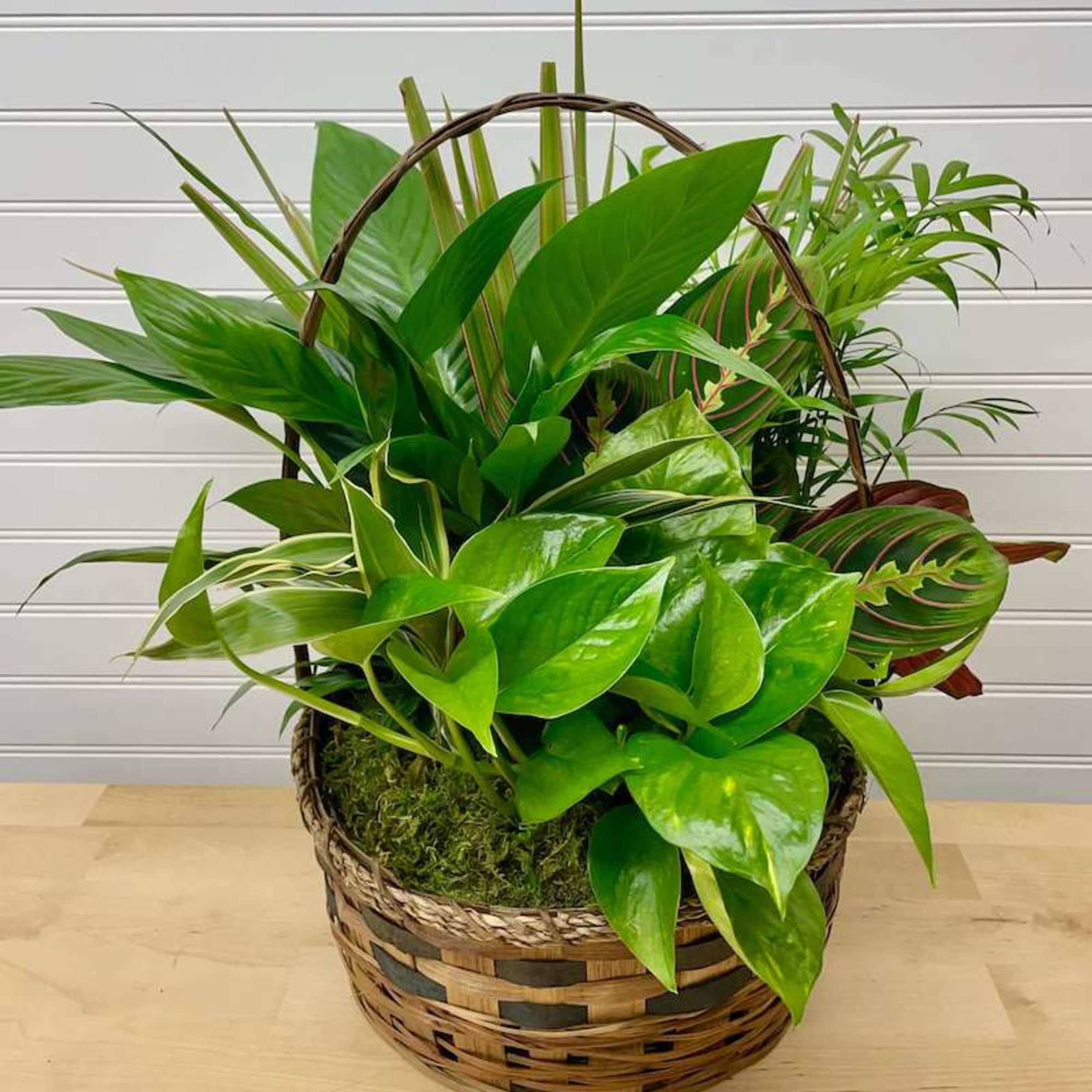 Basket of assorted green houseplants with broad and narrow leaves