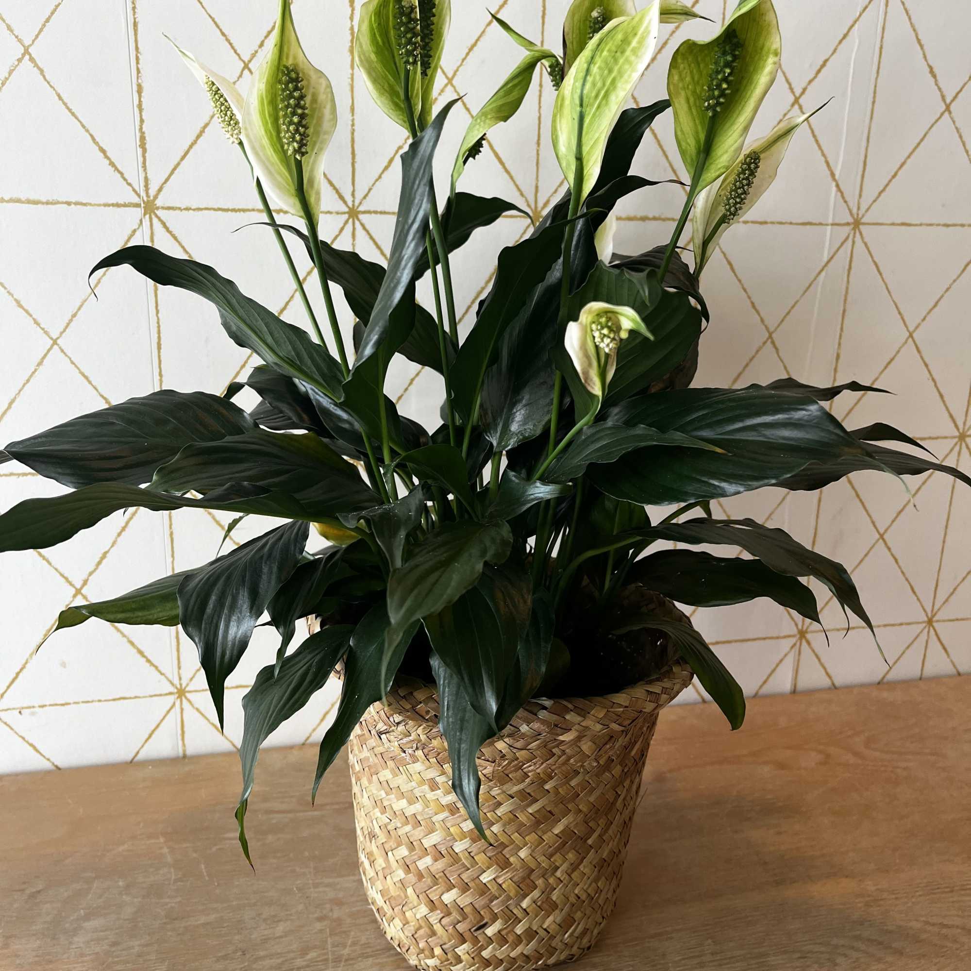 Potted peace lily in a woven basket planter